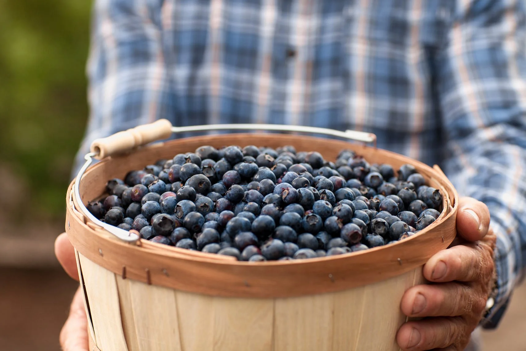 Person holding a basket filled with fresh blueberries.