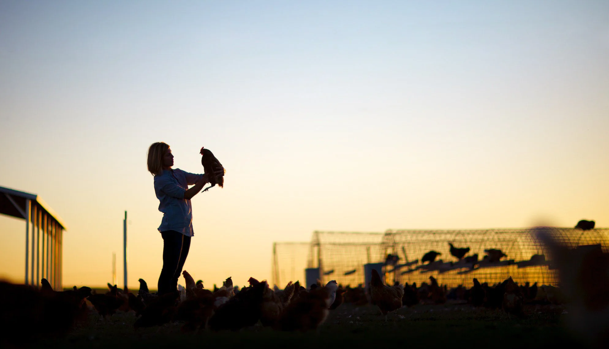 A woman holding a chicken in a farm or coop setting during sunset with chickens on the ground and a fence in the background.
