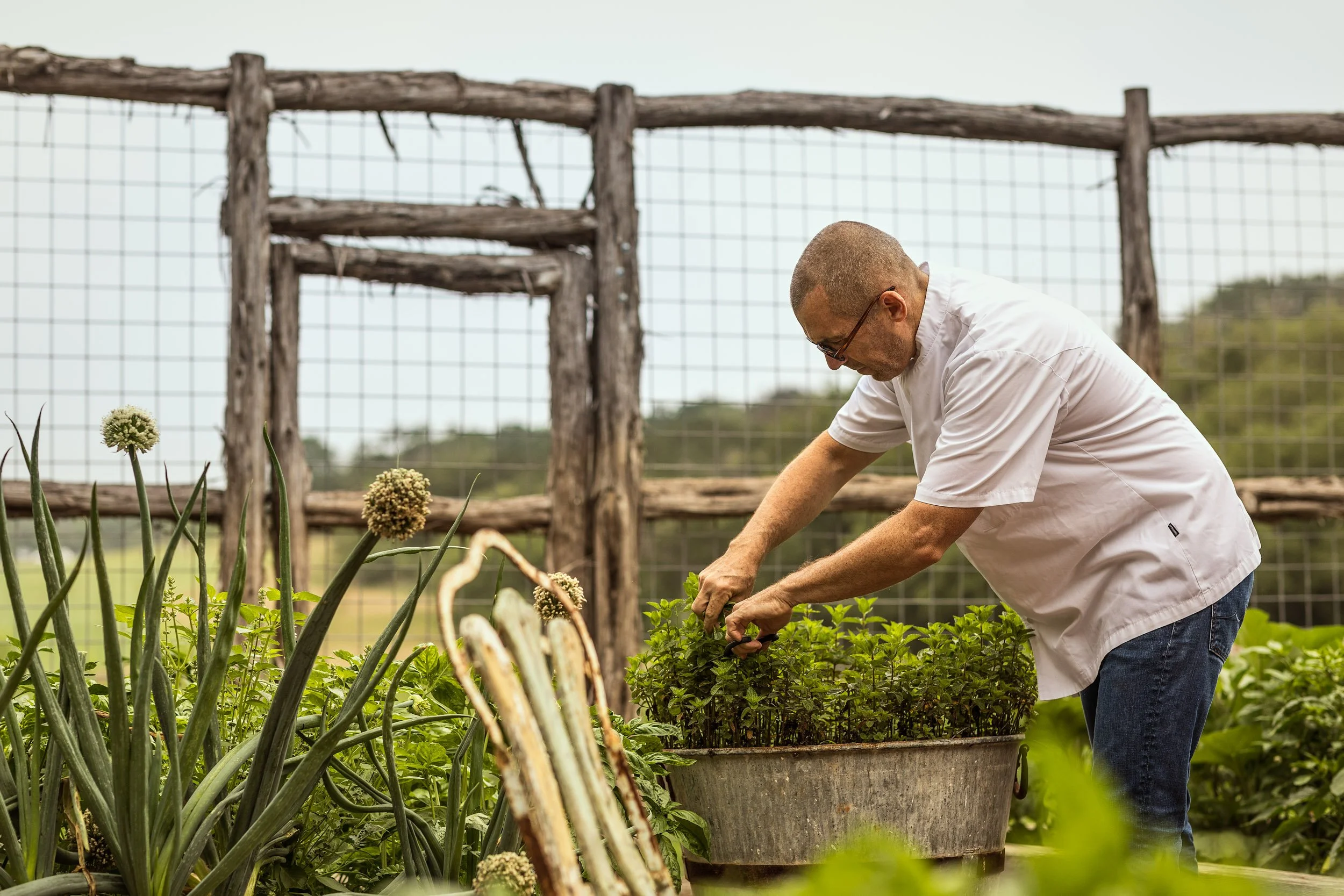 A man wearing glasses and a white shirt tending to plants in a garden with wooden and wire fence in the background.