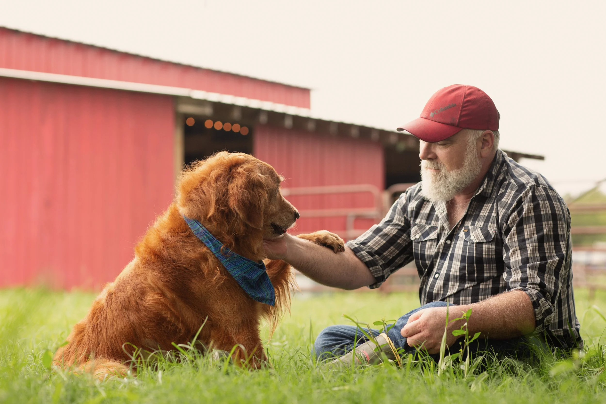 An elderly man with a gray beard and a red Columbia cap playing with a large golden retriever dog on a grassy field near a red barn.