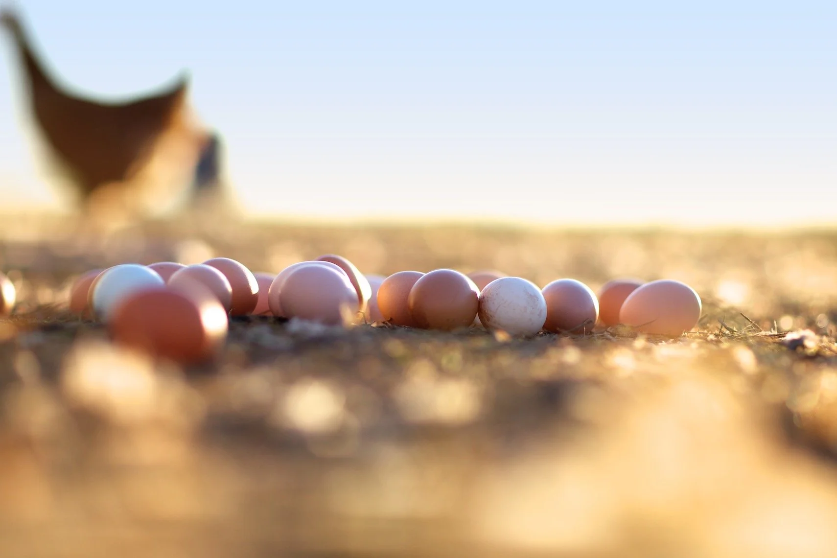A group of eggs scattered on the ground outdoors with a blurred large bird in the background, possibly a vulture, standing on the dirt in a natural setting during daylight.