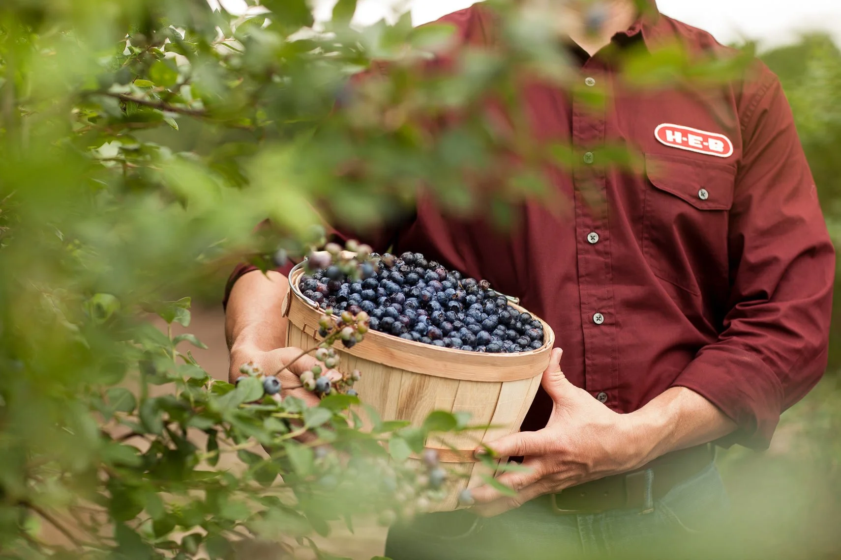 Person holding a basket of fresh blueberries in a blueberry farm with green foliage surrounding.