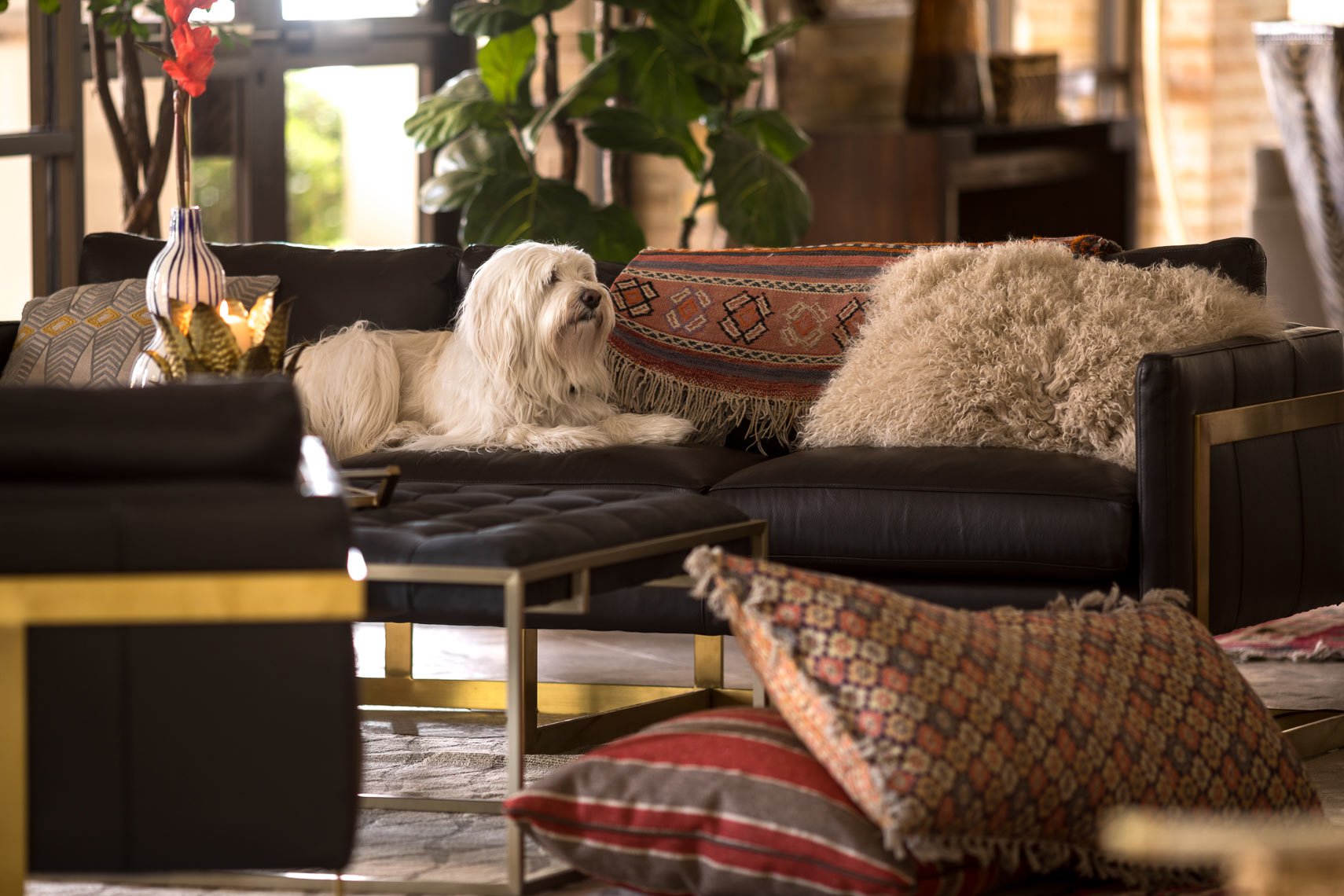 A cozy living room with a black leather couch, decorated with patterned and fuzzy pillows. A small white dog is lying on the couch, next to a colorful throw blanket. The room has large windows letting in natural light, with plants and indoor decor in