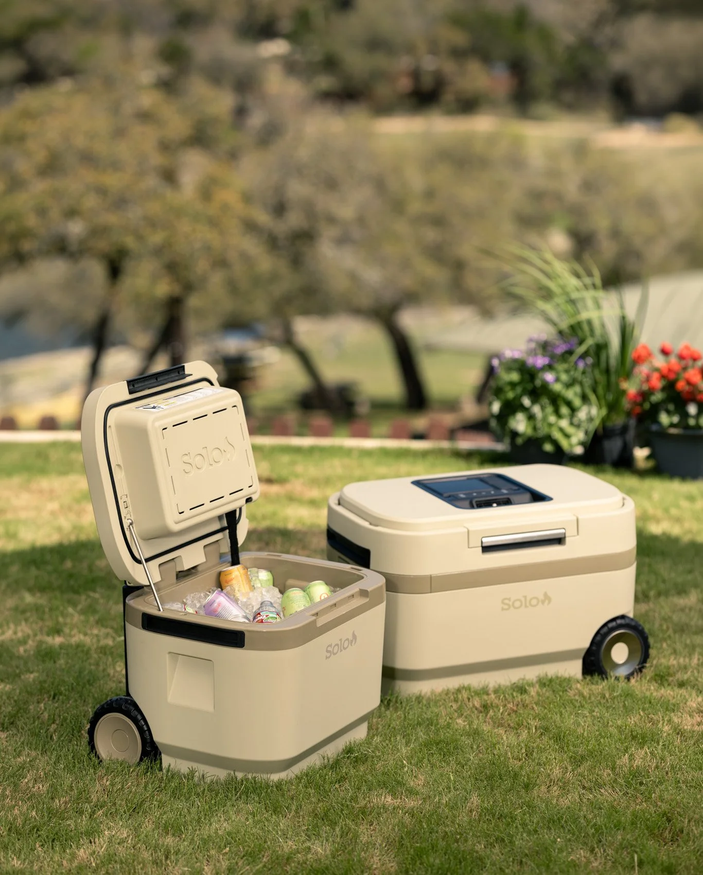 Two beige Solo portable coolers on grass, with one open showing various canned and bottled drinks inside, outdoors with trees and flowering plants in the background.