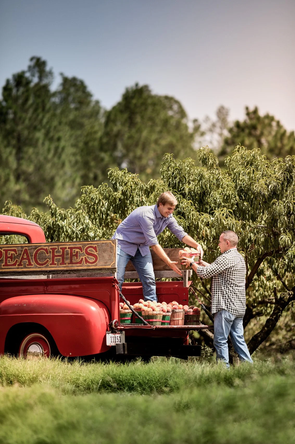 Two men exchanging peaches from a vintage red truck with a sign that reads 'PEACHES' in an orchard.