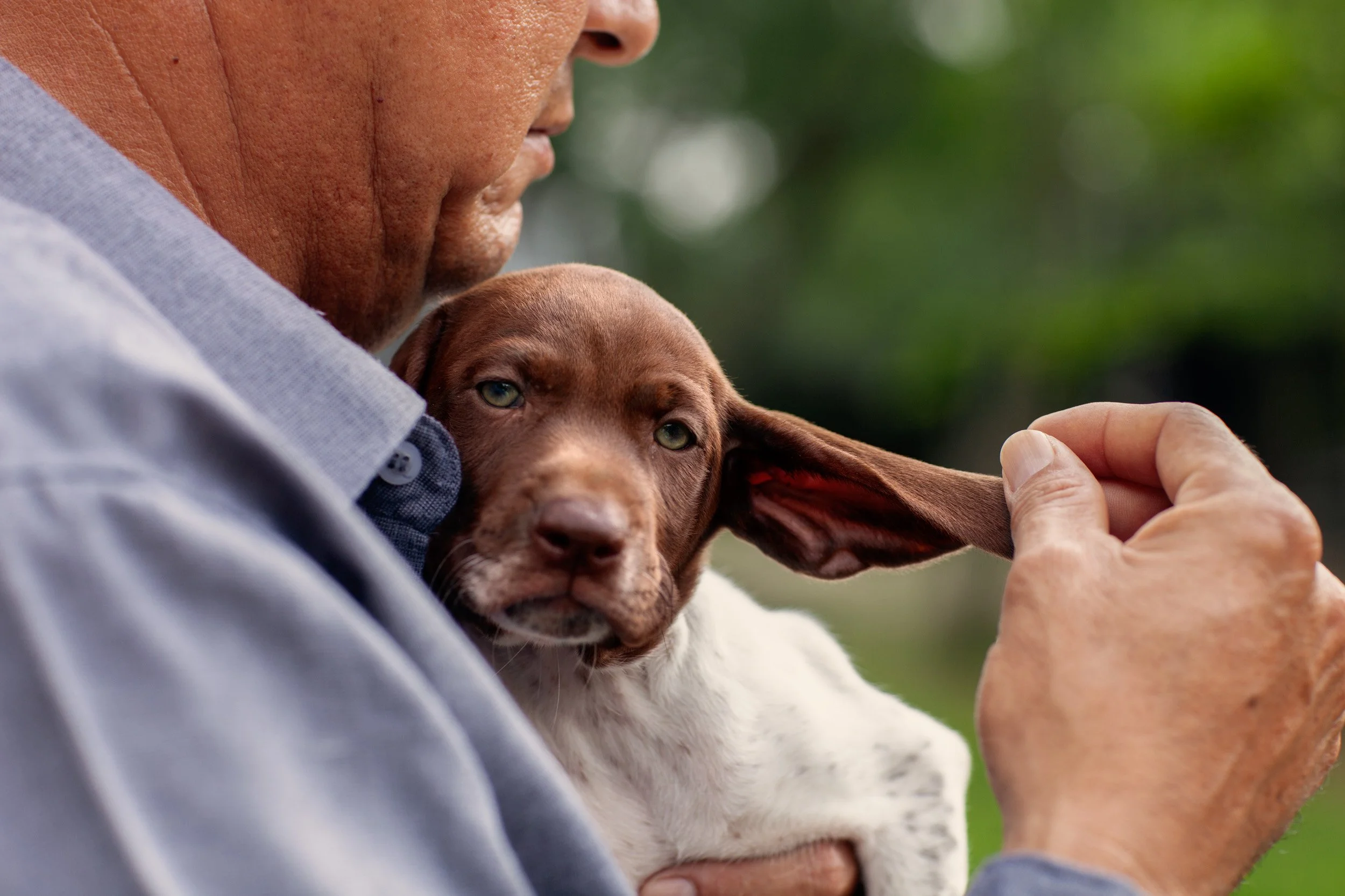 A person holding a brown and white puppy with floppy ears, close to their face. The person is wearing a light blue shirt, and the background is blurred greenery.