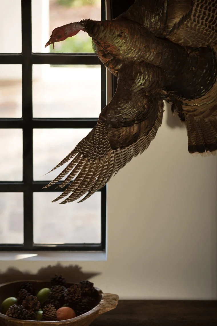 Taxidermy turkey mounted on a wall below a window with black framing, with a bowl of grapes and pinecones on a dark wooden table below.