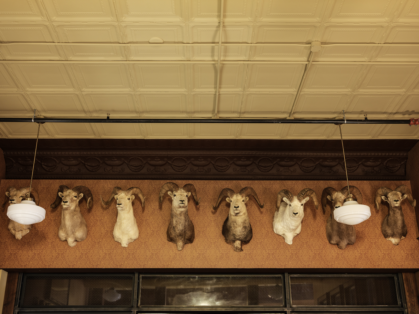 SB-15-taxidermy-wall-ceiling-detail.png