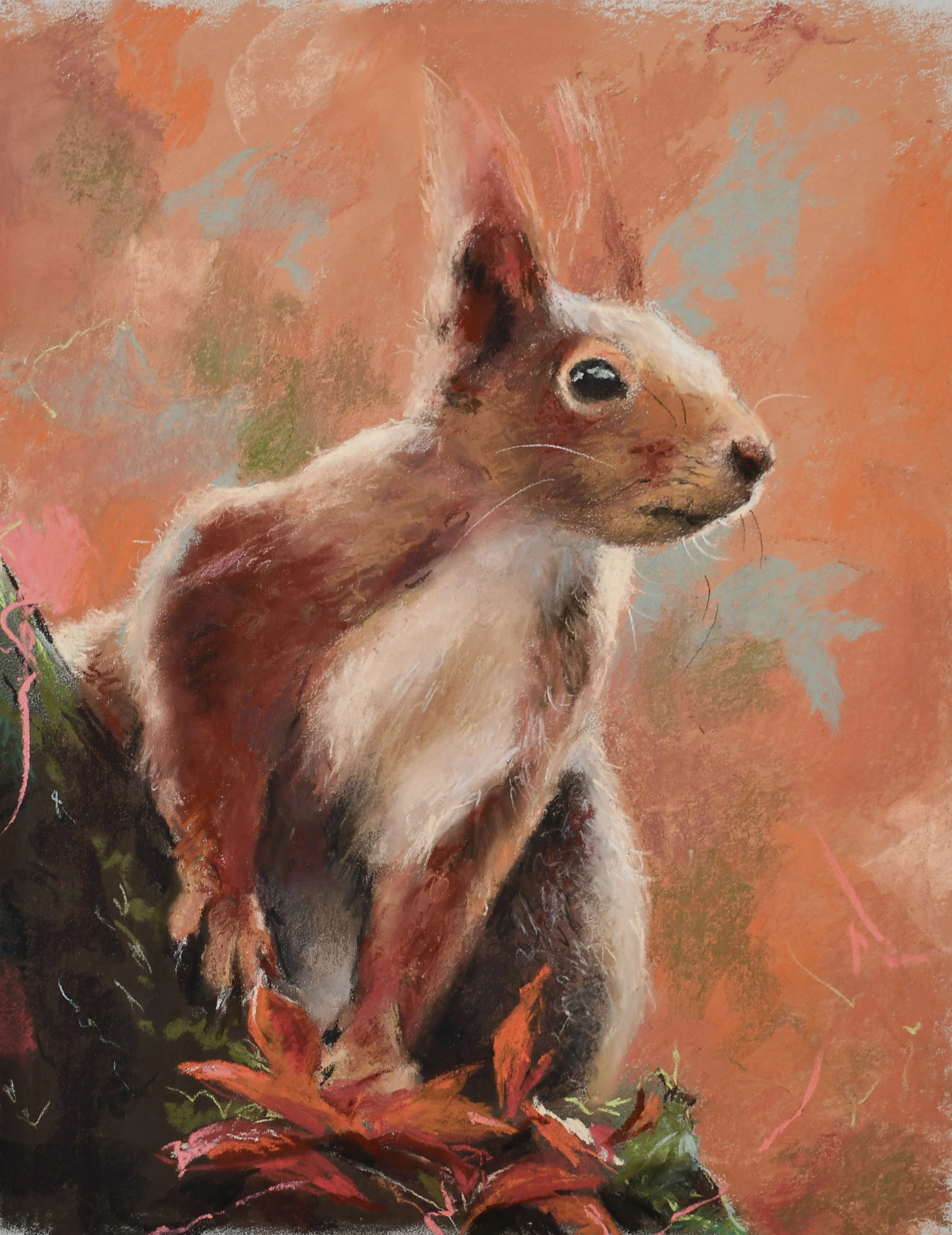 Red Squirrel