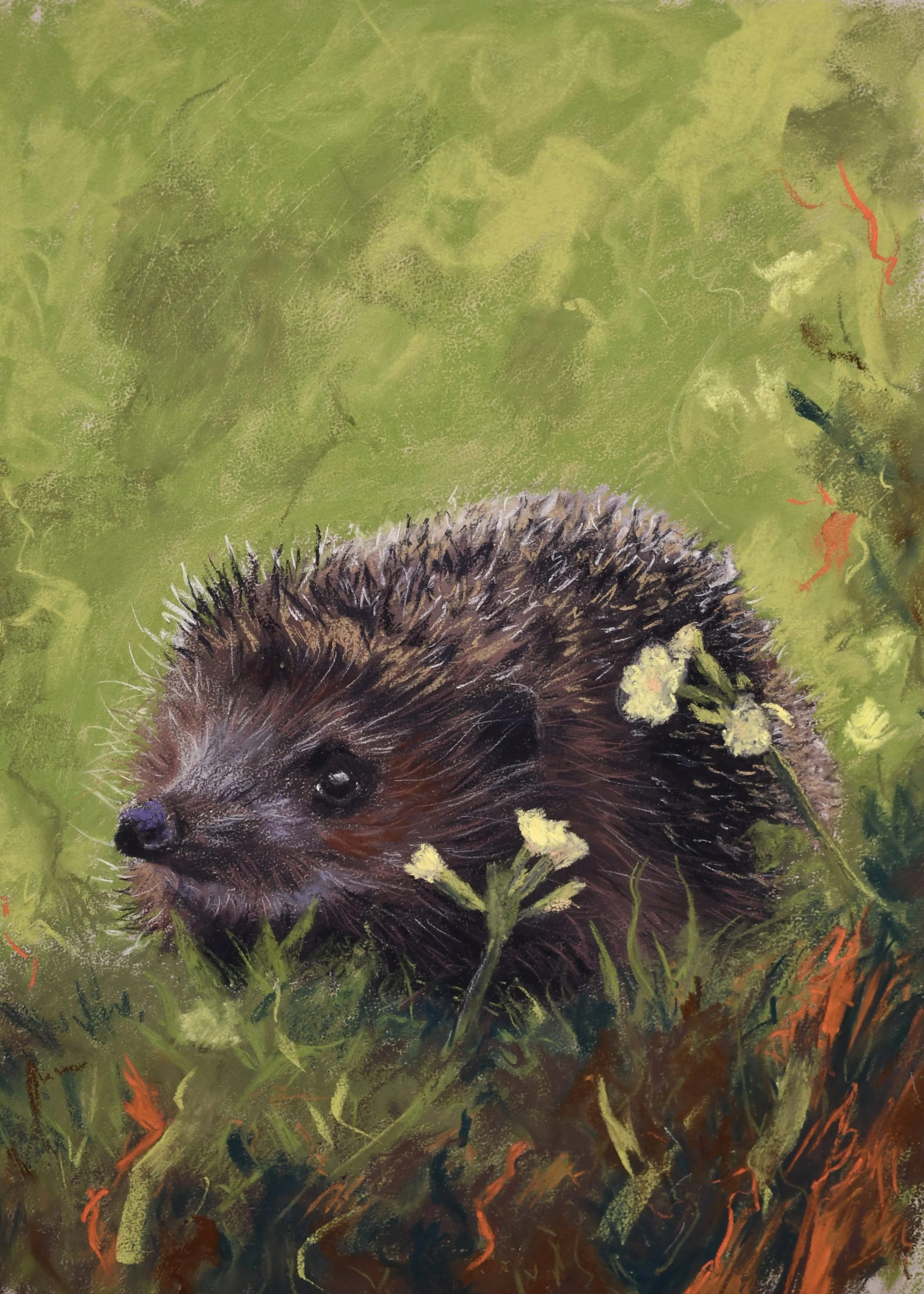 Hedgehog