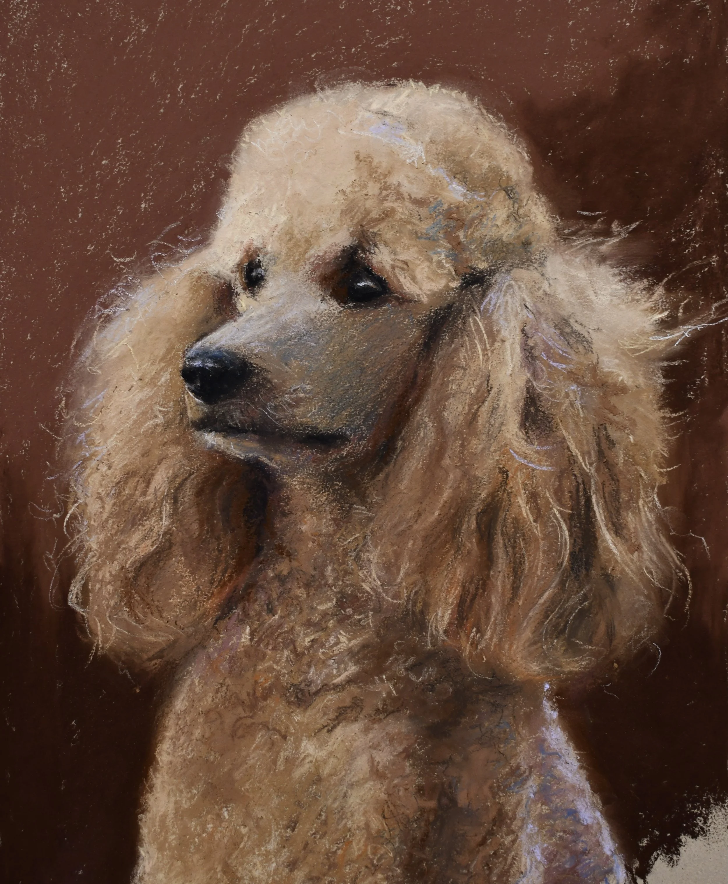 Poodle, 10''x12''