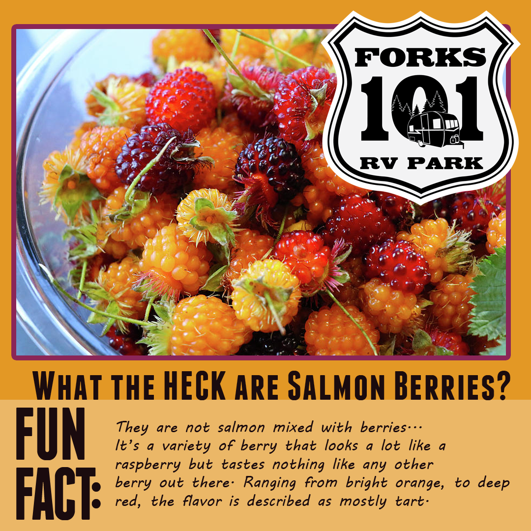 Salmon Berries.png