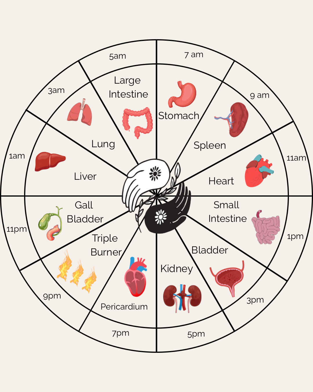 The Body Clock: What Classical Chinese Medicine Says About Your 3am Wake-Up