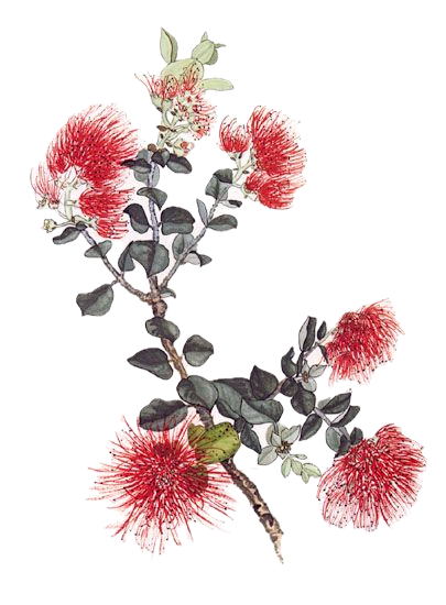 Illustration of a flowering plant with red, fluffy, round blooms, gray-green leaves, and small white flowers.