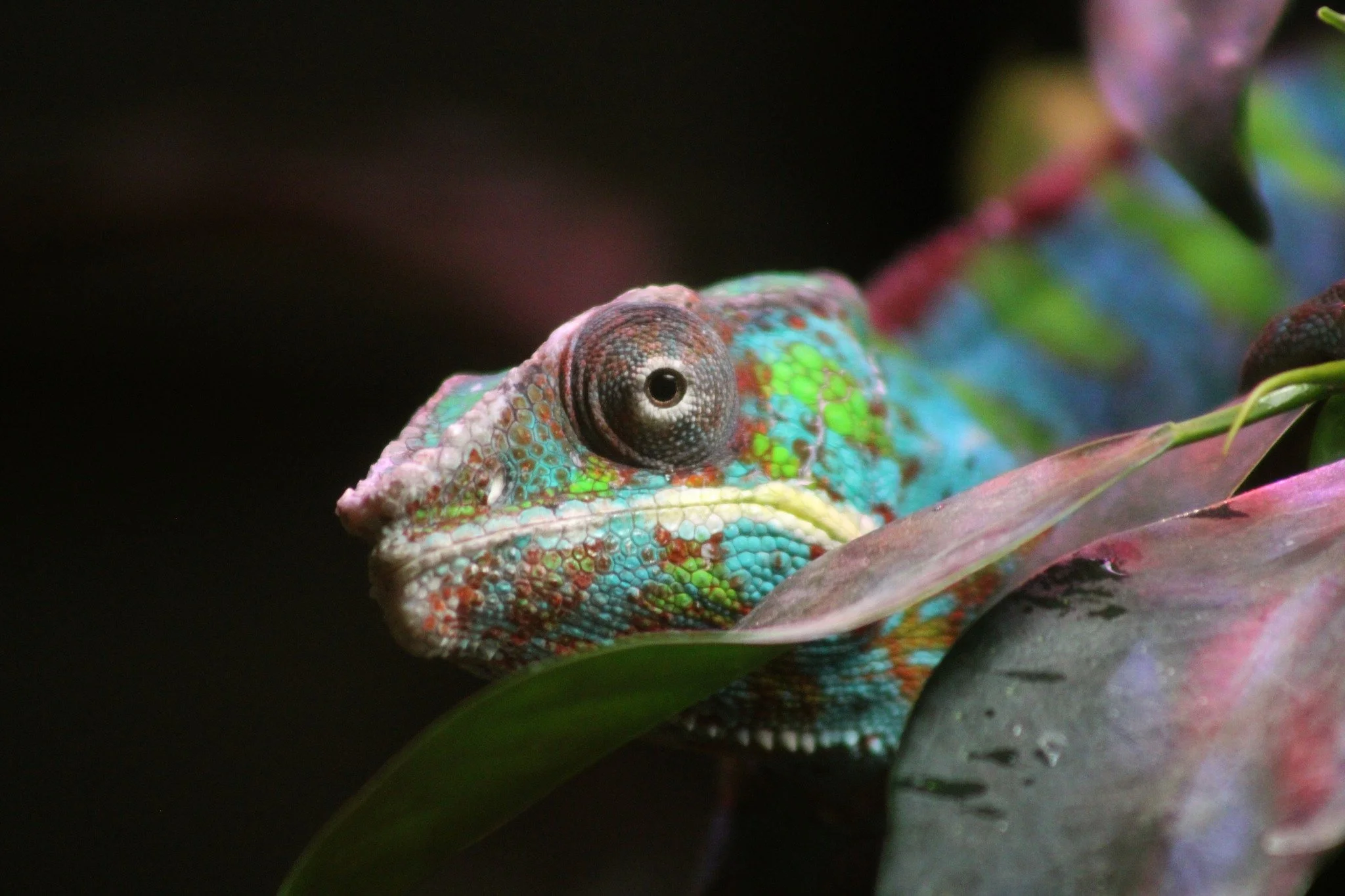 Close-up of a colorful chameleon partially hidden behind a leaf, with its head and eye visible.