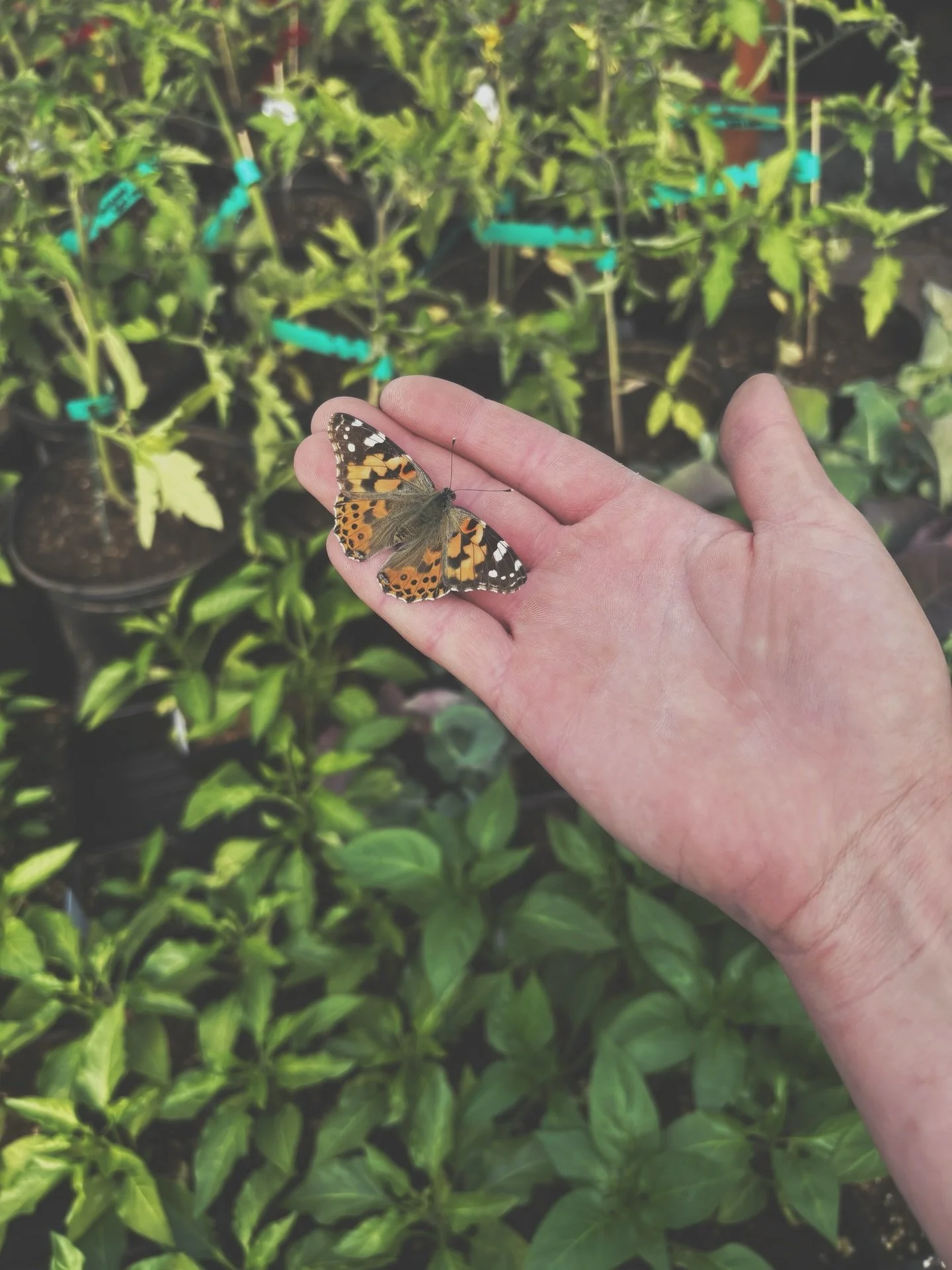 In 2020, the world slowed down&mdash;and so did we. We spent our days building out our backyard garden in Bend, experimenting with growing anything and everything we could. 

Somewhere in those days of planting, tending, and harvesting, we fell in lo