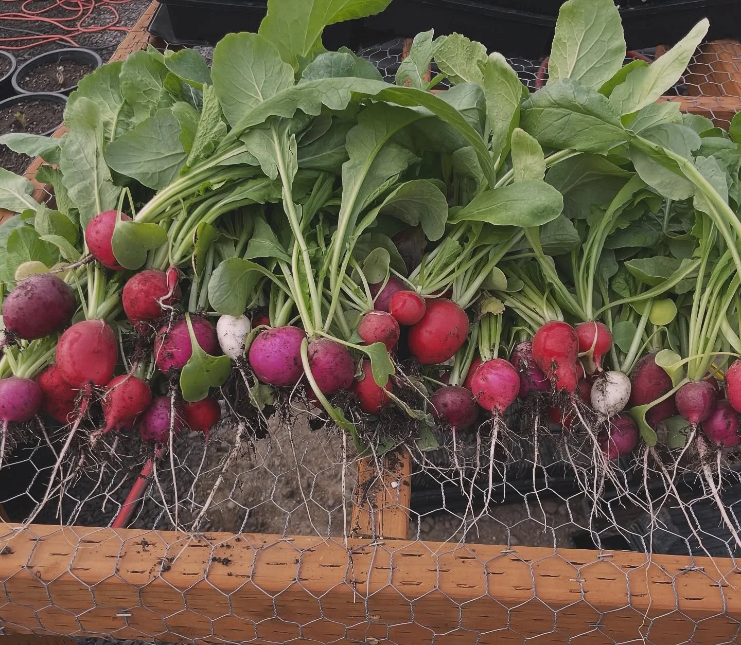 This week we planted our first rounds of radishes, lettuces, and arugula&mdash;swipe to see the radish seeds!

#seedstarting #fromseedtoharvest #locallygrown #centraloregon