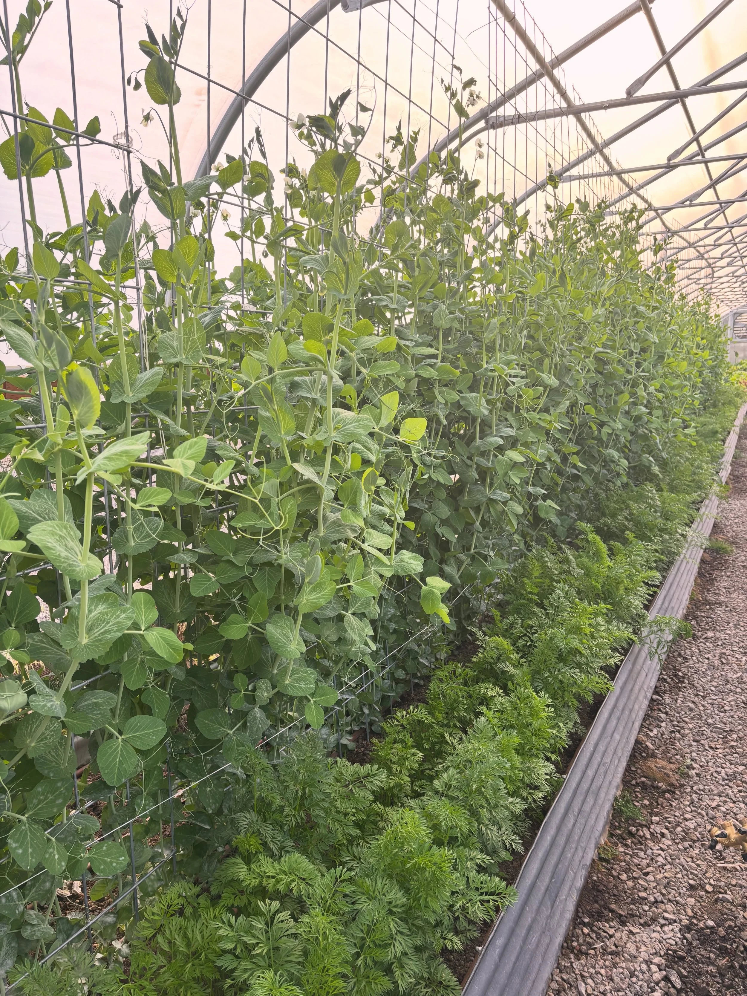 Welcome to the snap pea and carrot jungle.

Where the vines are climbing, the carrots are thriving, and every corner feels a little wild in the best way. 

#collieacres #snappeas #carrots #greenhousegrown #centraloregonfarming