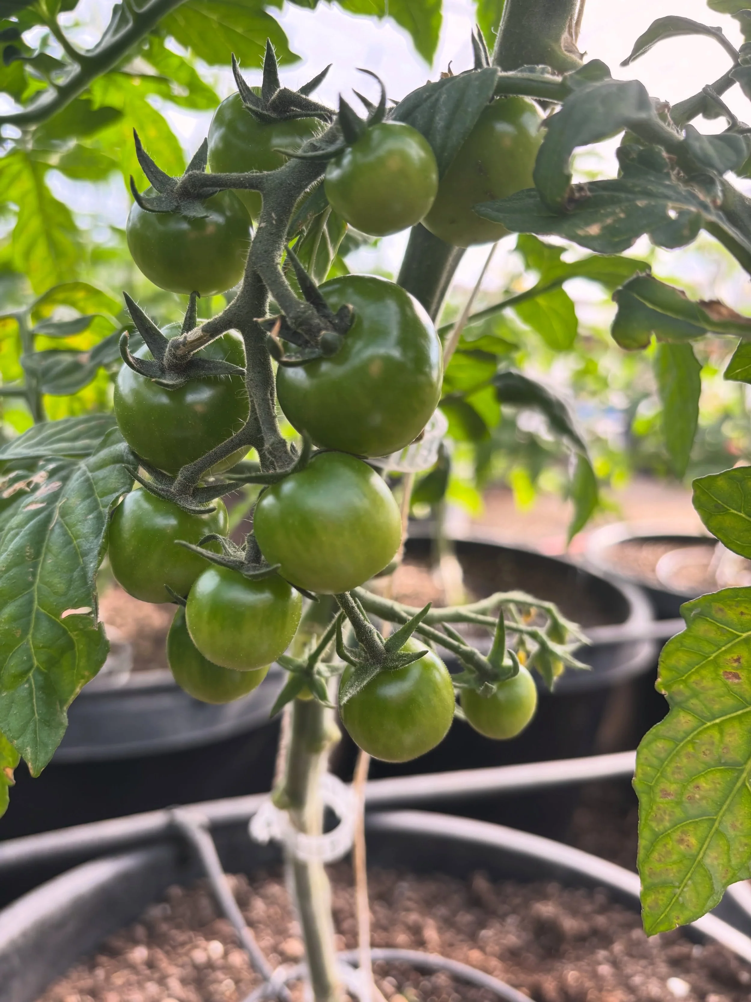 Despite the mid-May snow, all the sweet little things on the farm keep right on growing. 

#collieacres #centraloregonweather #farmlife #harvestseason #snowcantstopus