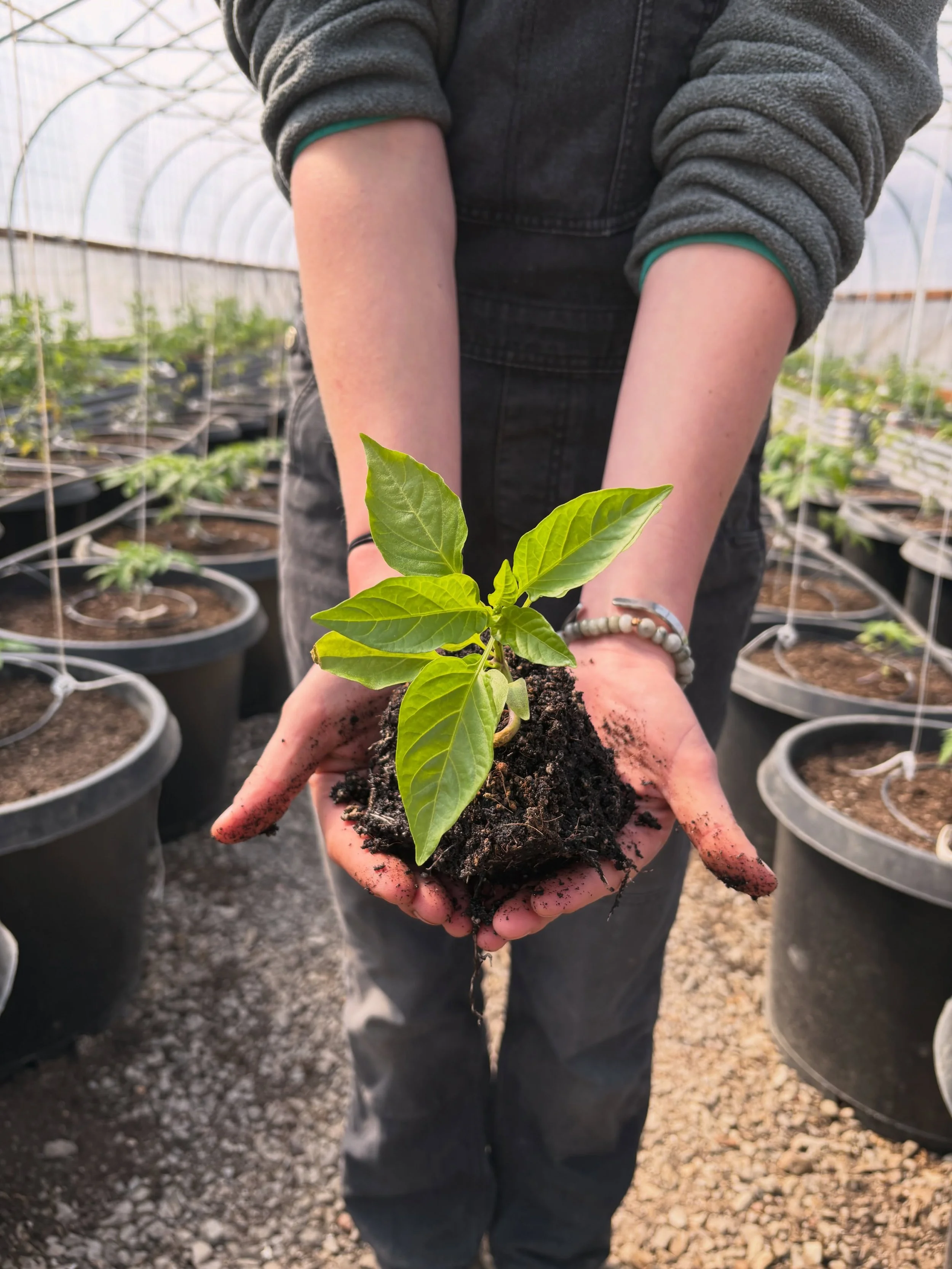 Looking back at these tiny little plants just a month ago &mdash; now they&rsquo;re stretching, thriving and reminding us how quickly the seasons change. 

#yellowheirloomtomatoes #romaine #broccoli #peppers #collieacres