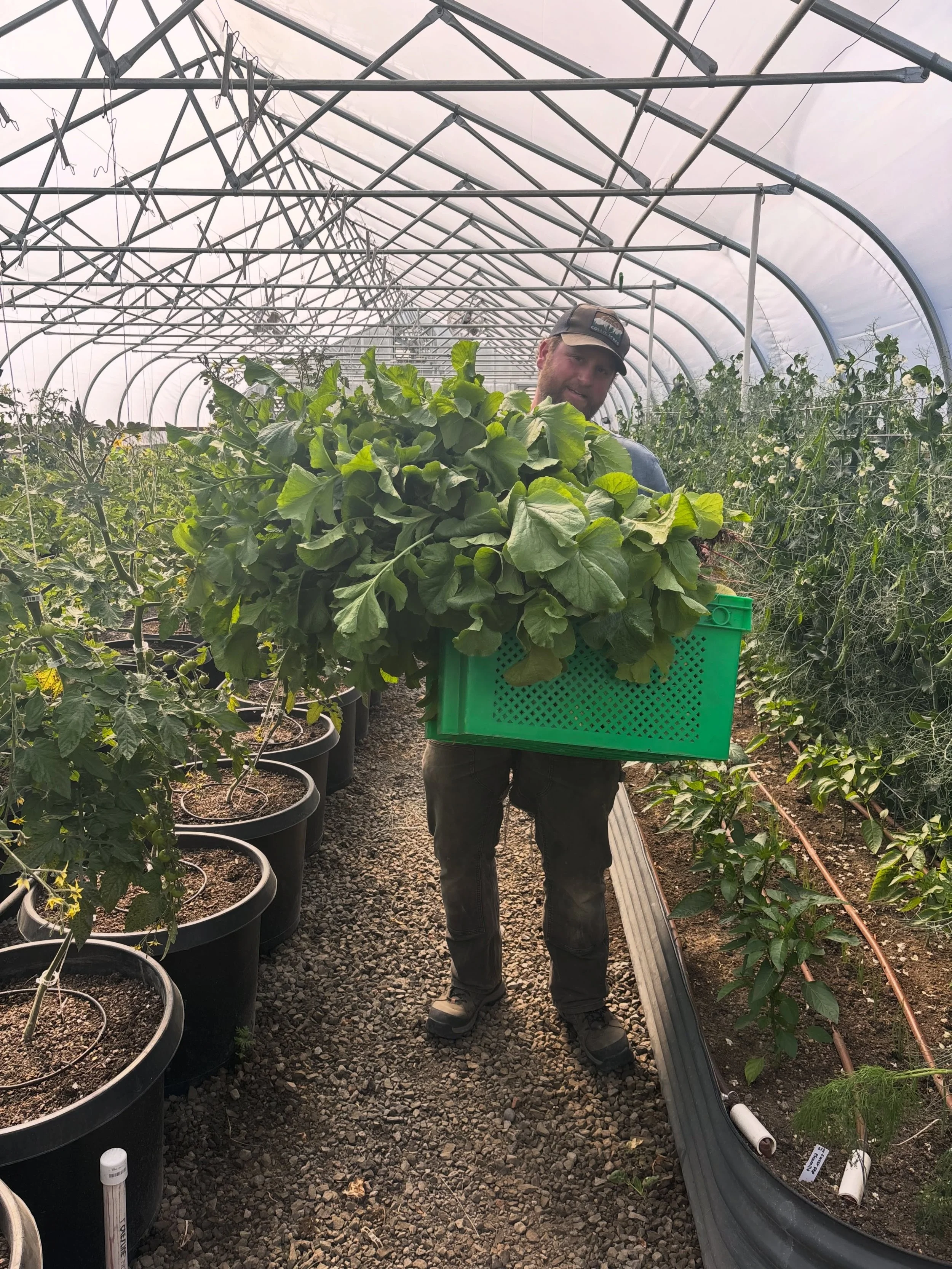 Happy Friday! 

We&rsquo;re clearing out overgrown radishes for our happy chickens and goats. It&rsquo;s a family affair around here. 

Out with the spring veggies, in with cucumbers, eggplant, and starting rounds of summer squash. 

#collieacres #sp