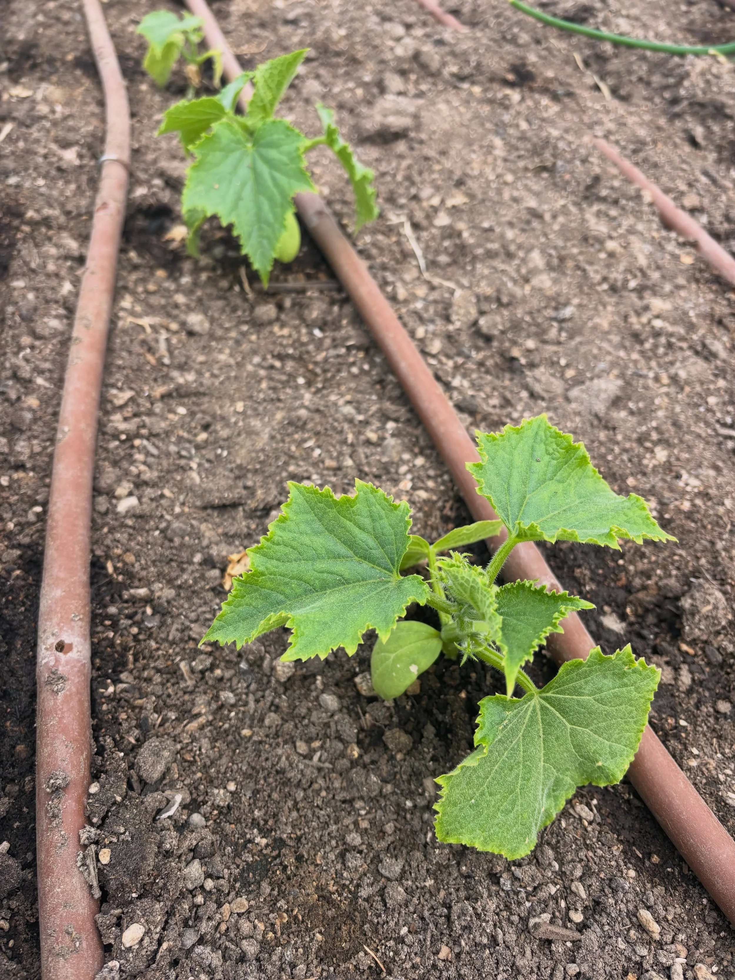 A few little farm updates:

The cucumbers have finally made their way into the greenhouse beds, the next rounds of lettuce are thriving in our hoop houses, our outdoor beds are starting to wake up, and our first attempt at carrots in the new high tun