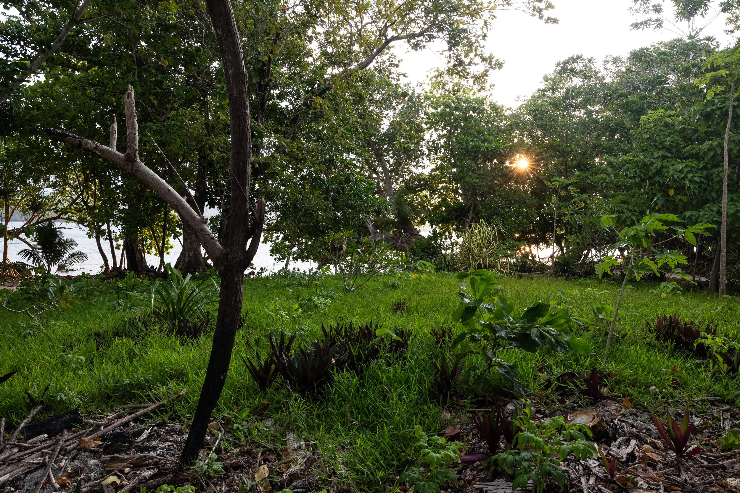 Sunset or sunrise over a lush green forested area with trees, shrubs, and grass, with the sun partially visible through the trees.