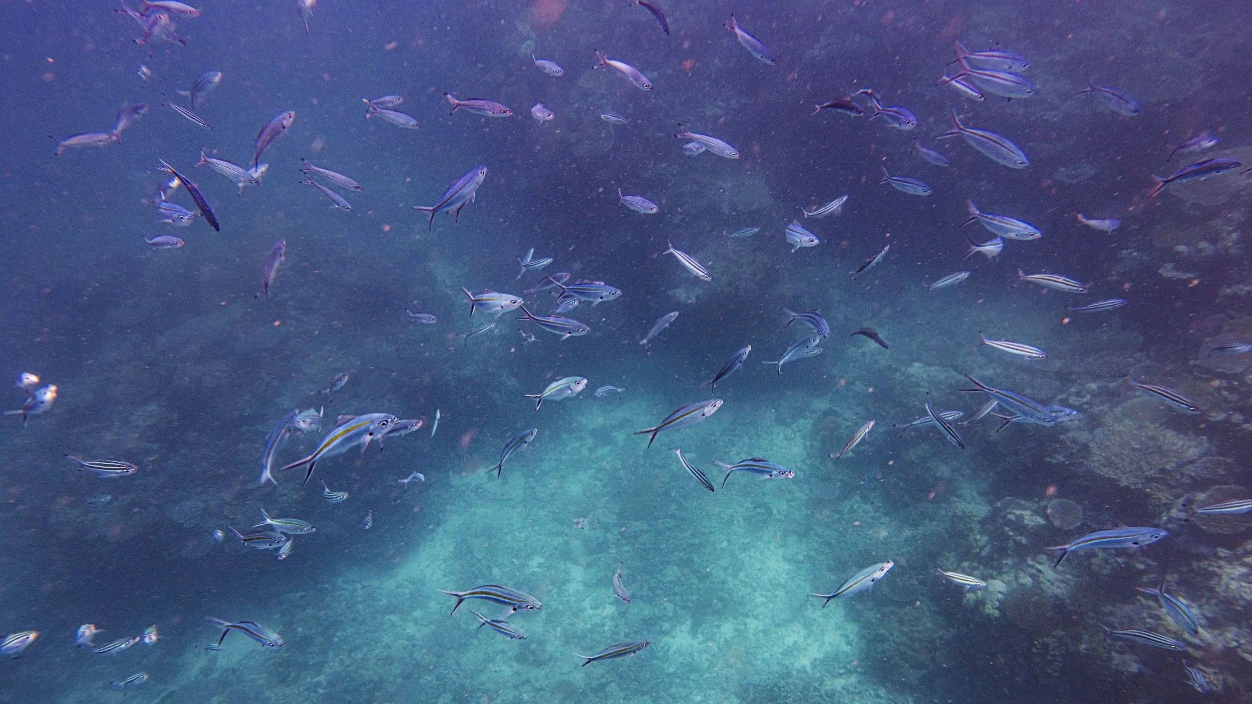 Underwater scene with a school of small, striped fish swimming above a coral reef.