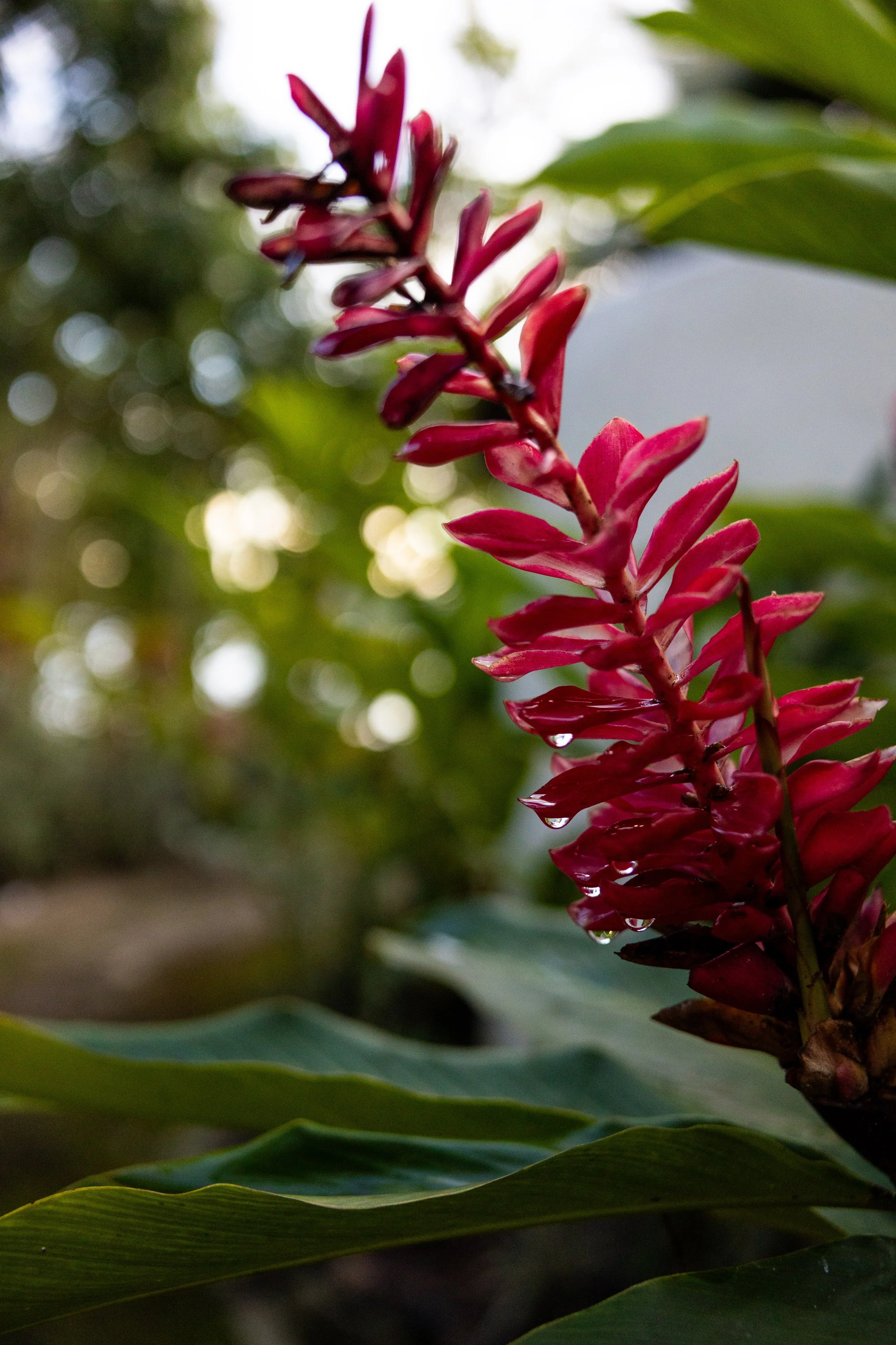 Close-up of a red flower with water droplets on it, green leaves, and a blurred background.