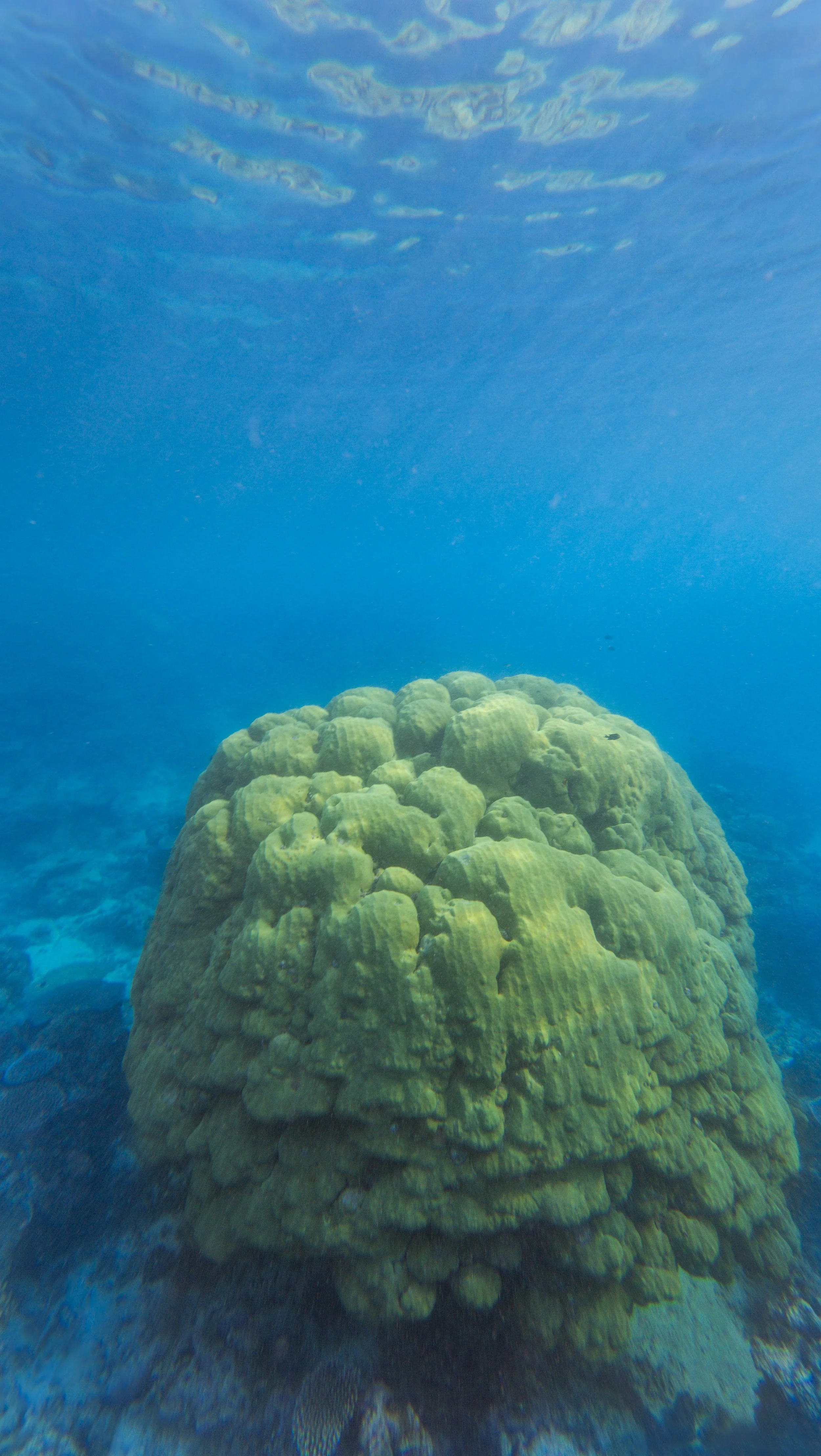Underwater scene with a large green coral formation on the ocean floor, blue water, and visible sunlight.
