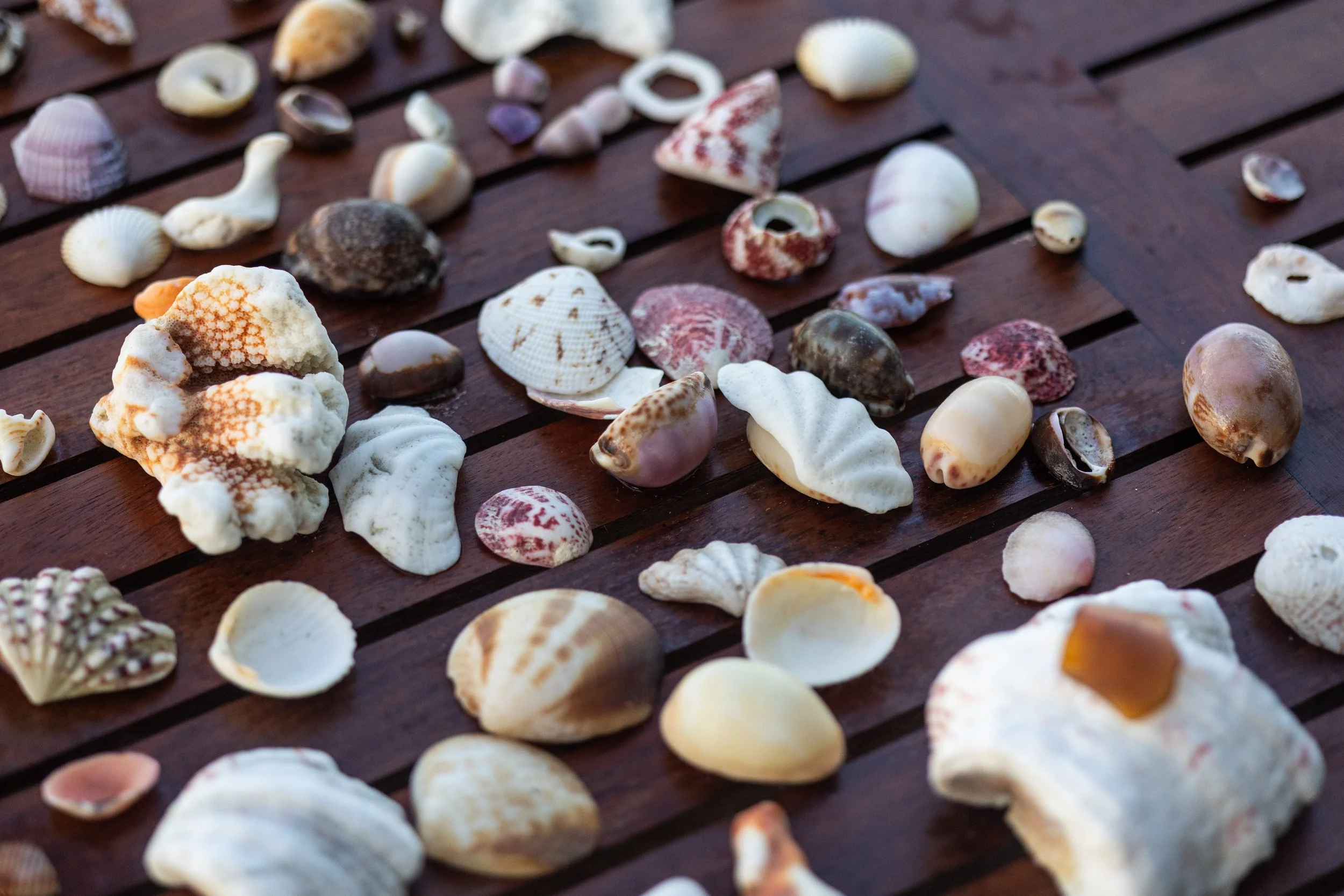 Various seashells scattered on a wooden surface.