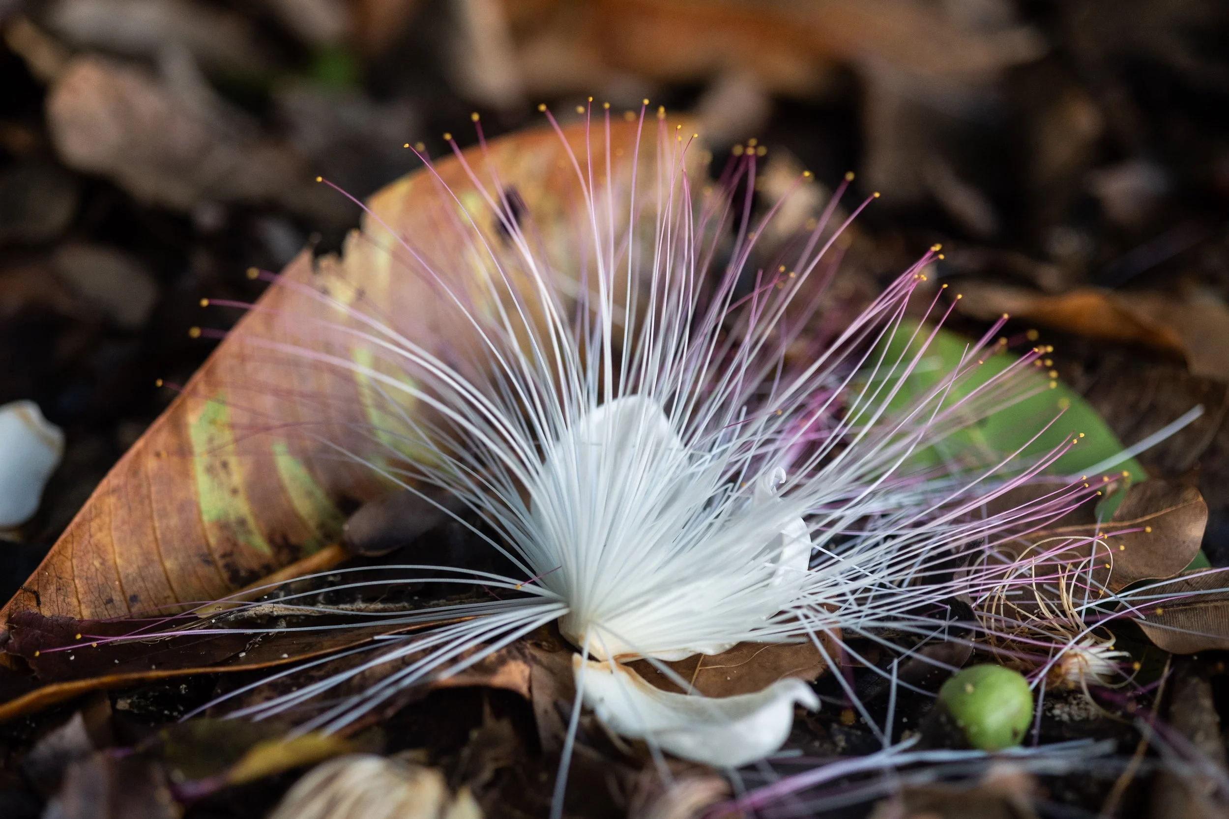 A fallen flower with long white and pink filaments surrounded by brown fallen leaves and small green fruit on forest floor.