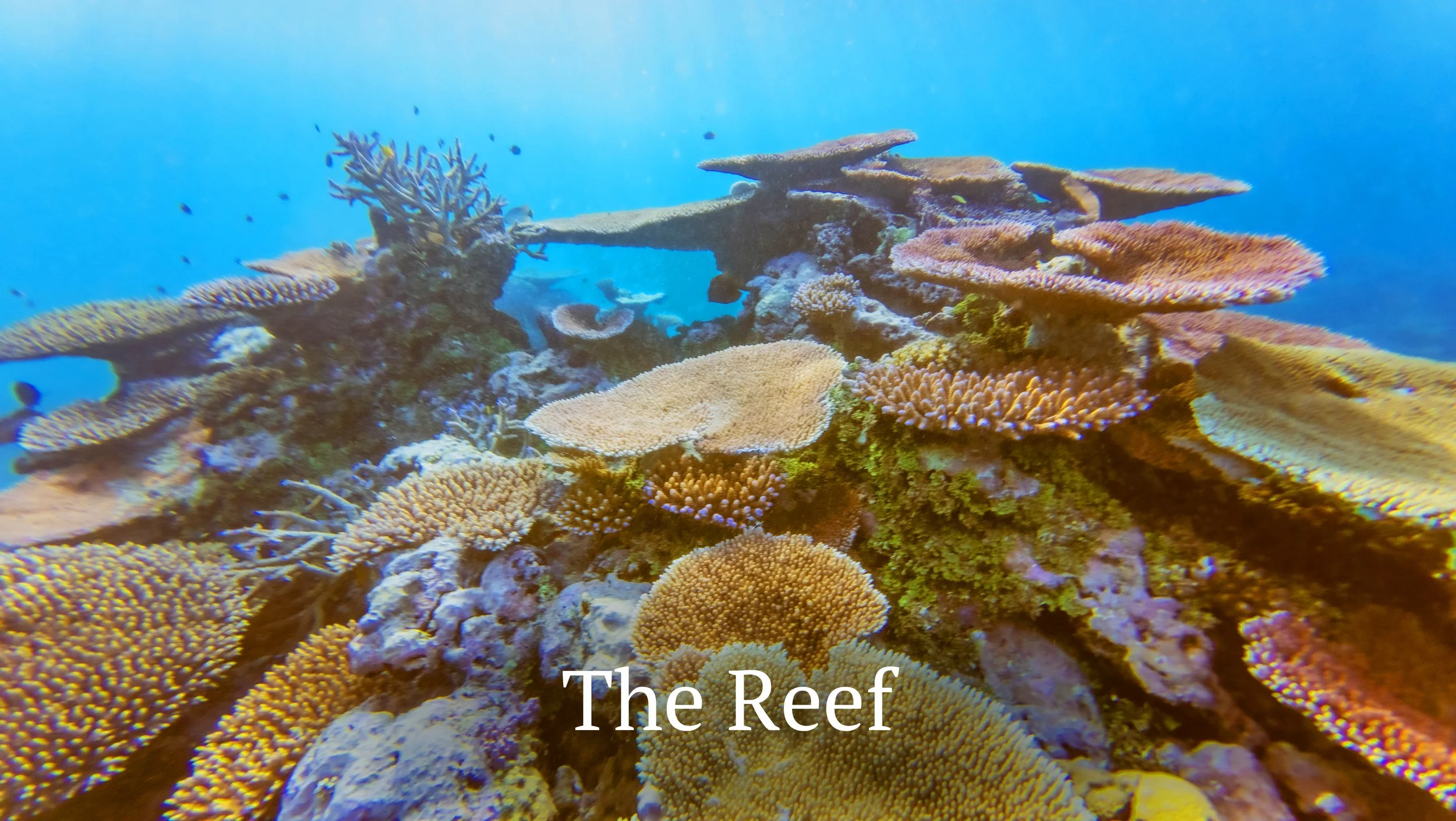 The Reef – coral reef snorkeling at Molono