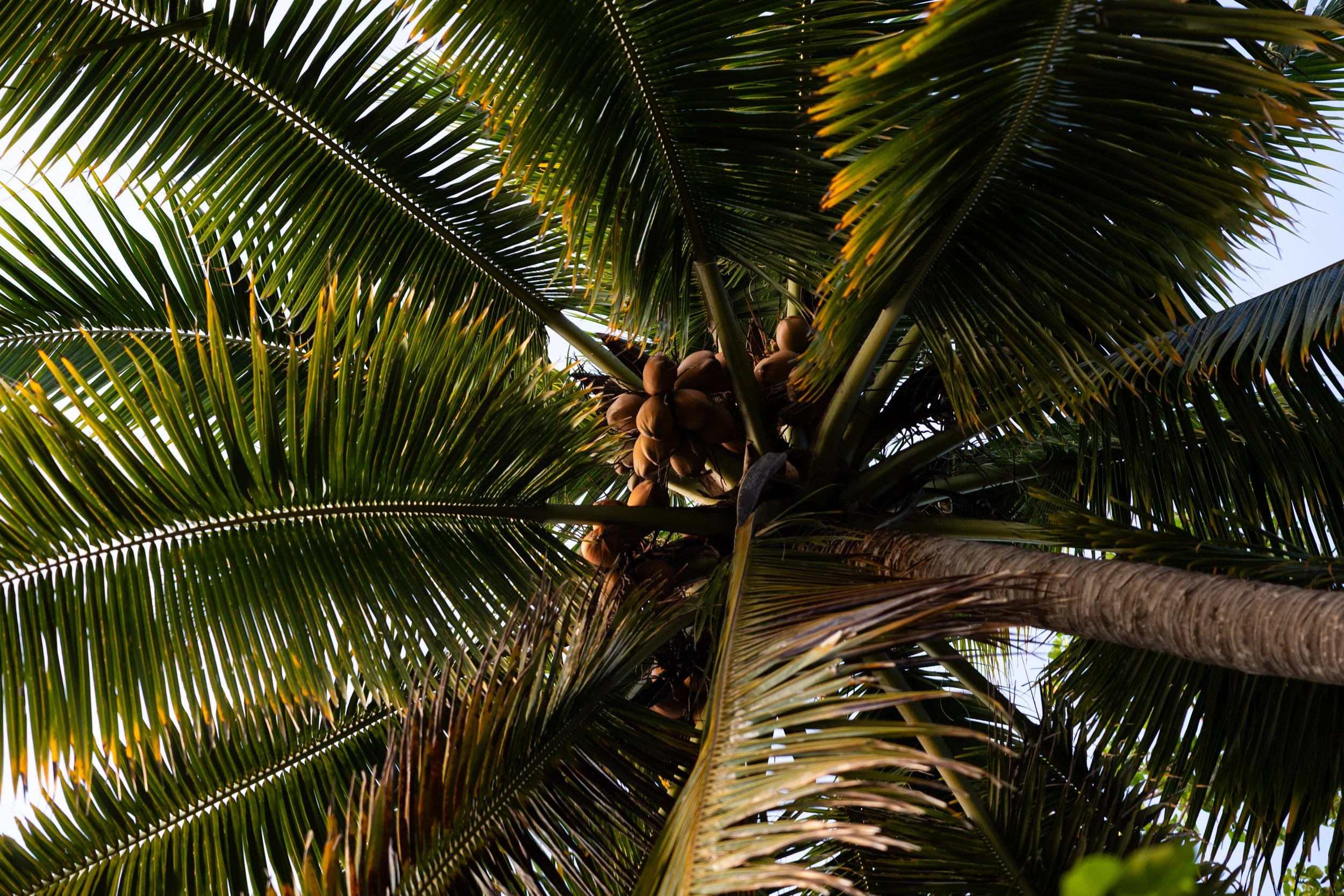 Looking up at a coconut palm tree with green fronds and clusters of coconuts hanging near the trunk.