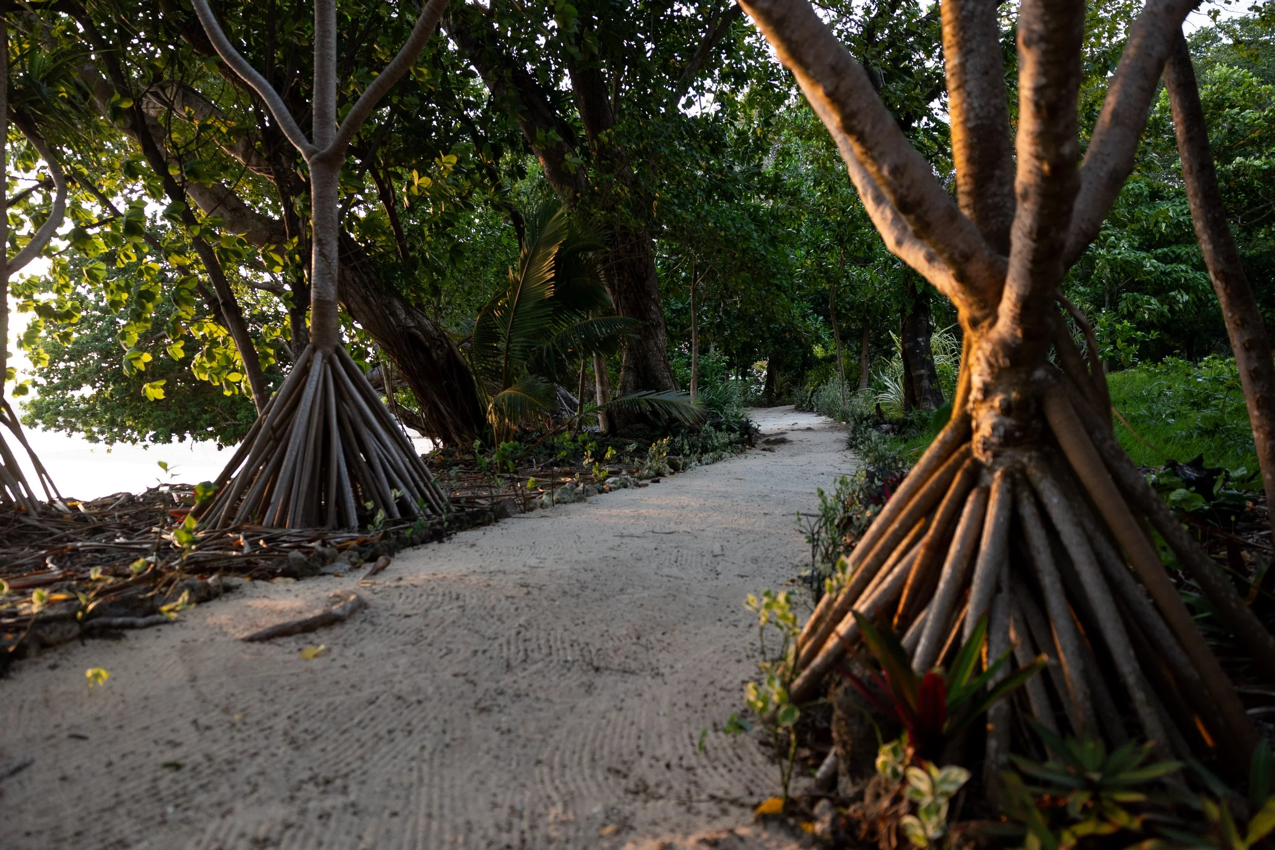 A sandy pathway lined with lush green tropical trees and plants on both sides, with the sun setting or rising in the background, creating a peaceful nature scene.