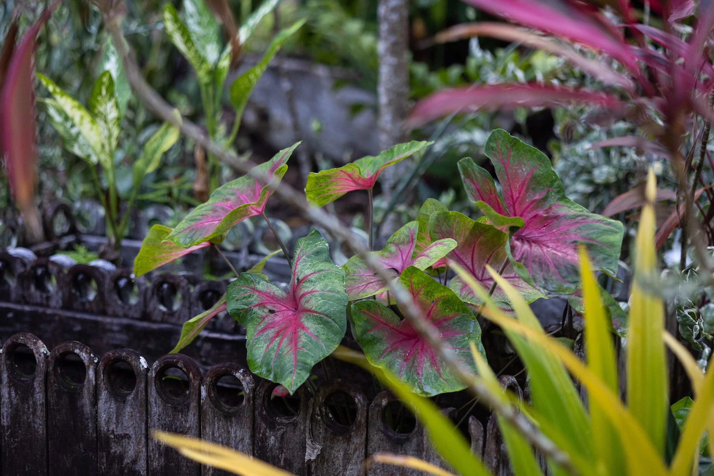 Colorful plant with pink and green leaves growing in a garden bed with a wooden border.