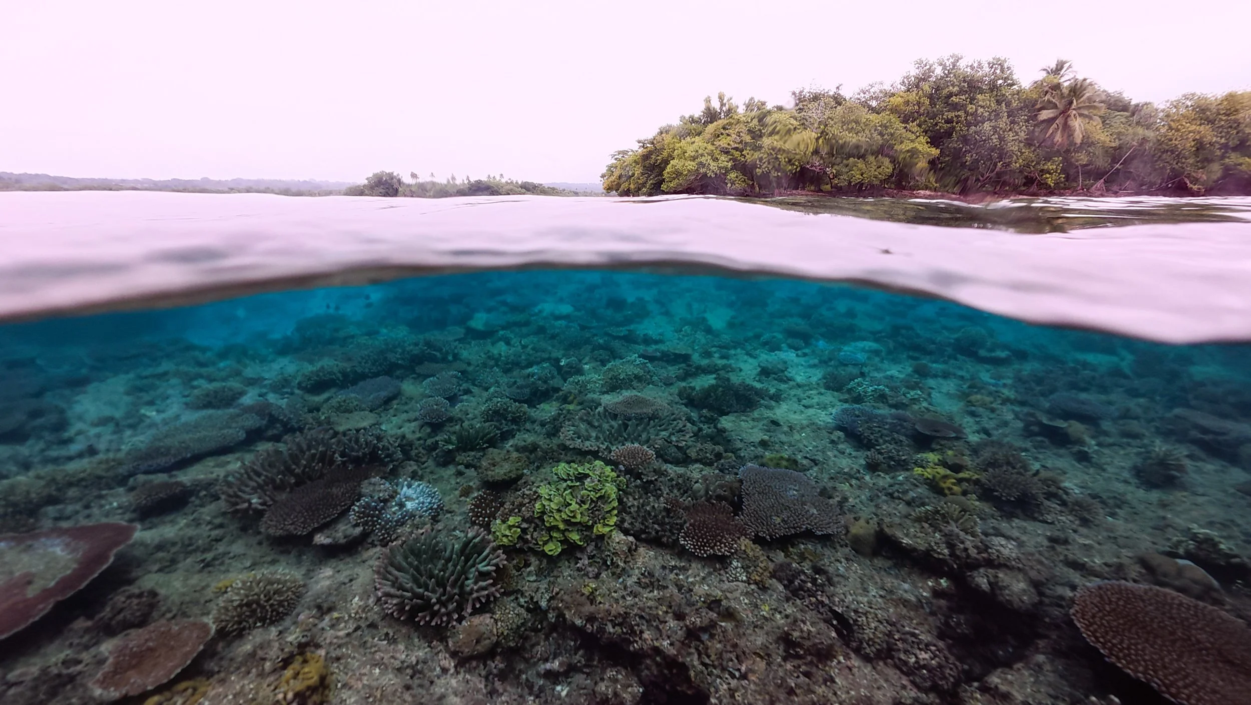 Split view of a tropical waterway, with the underwater coral reef visible beneath the surface and lush green trees on the shore in the background.