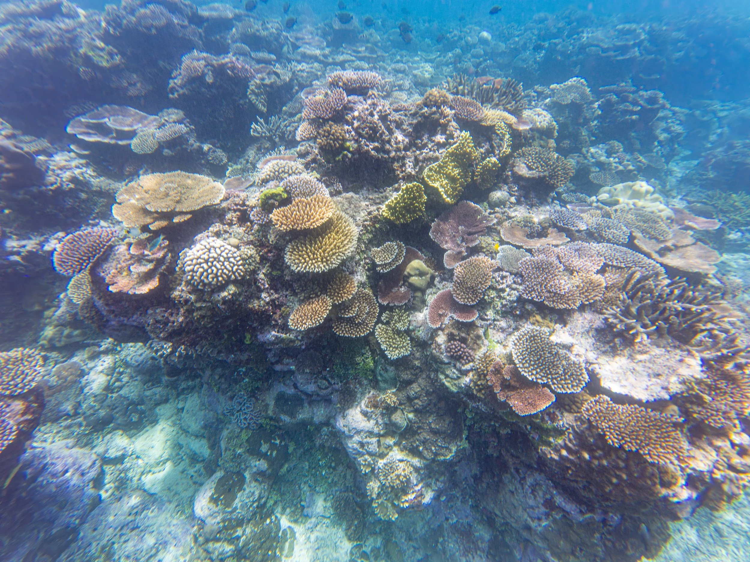 Underwater view of a vibrant coral reef with various types and colors of corals.
