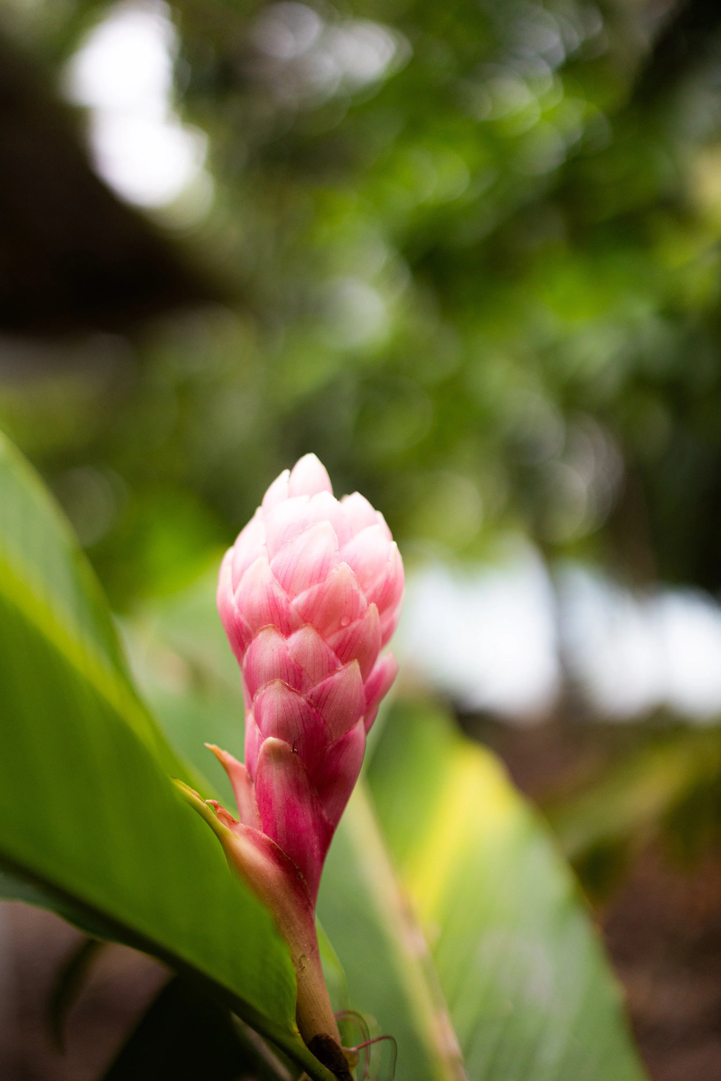 Close-up of a pink tropical flower with green leaves in the background.