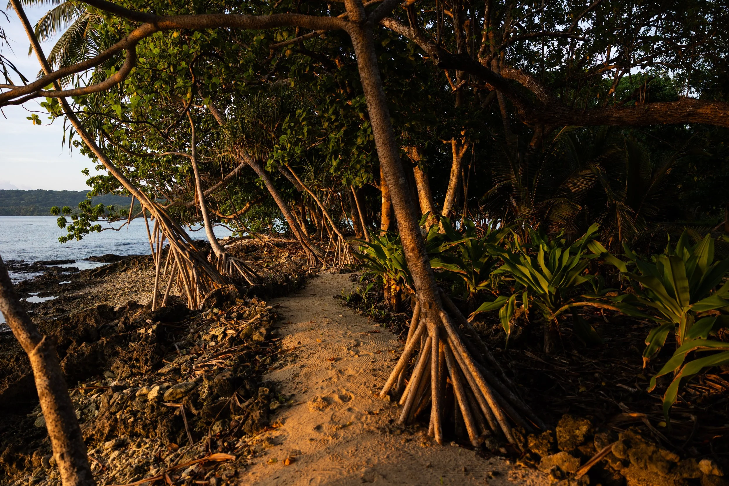 A sandy beach path bordered by tropical trees and plants, with the ocean visible in the background during sunset.
