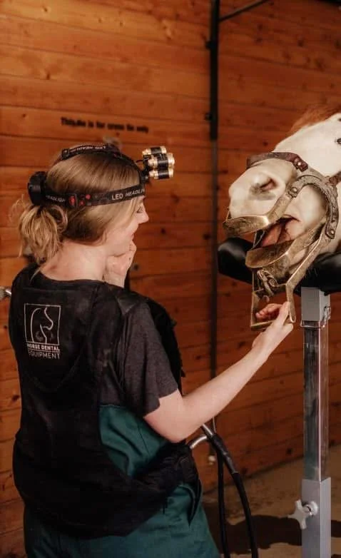 A young woman with a headlamp examining a white horse's mouth with dental tools inside a wooden stable.