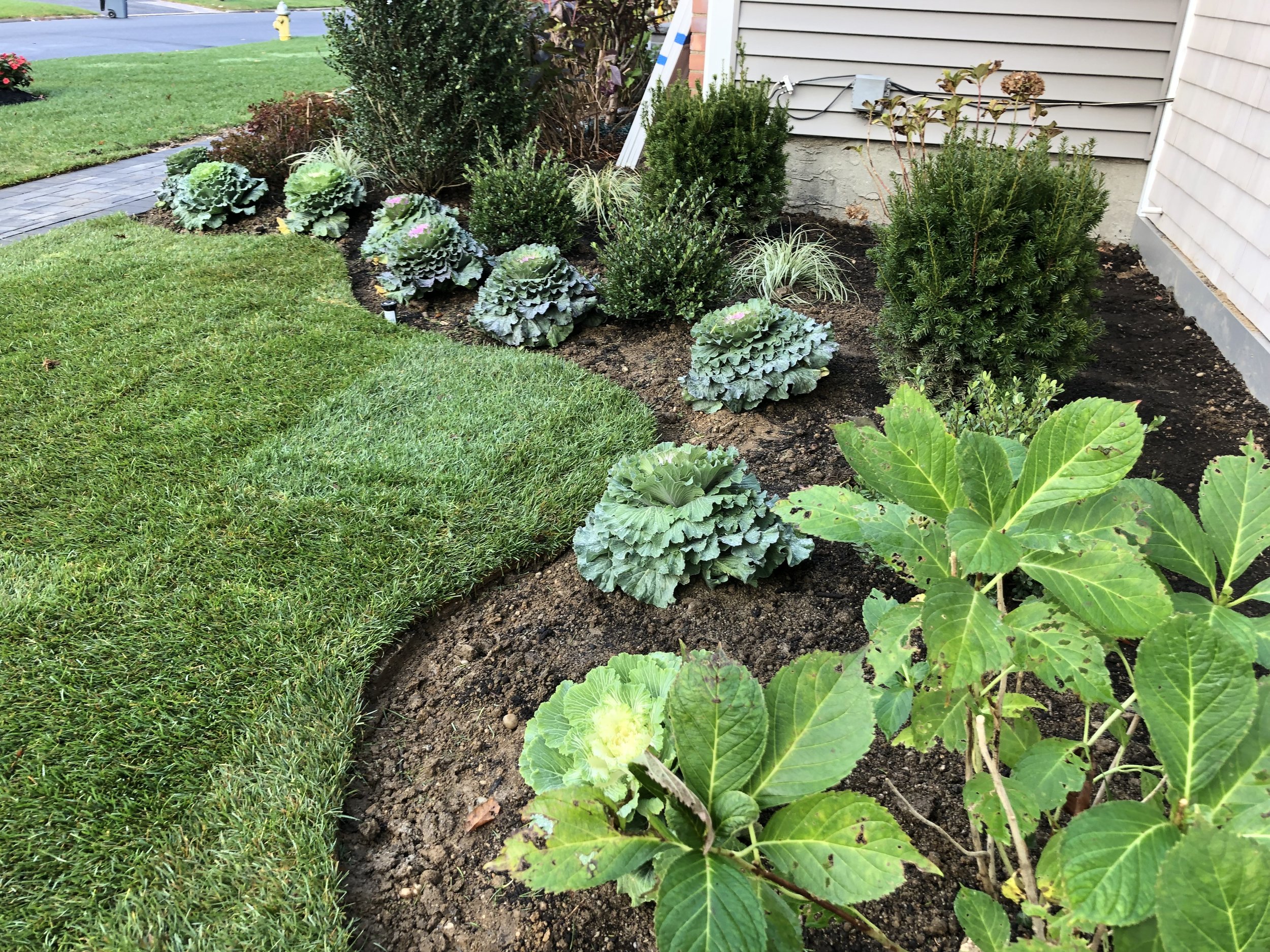 This is a recent sod installation service and new landscape design installation