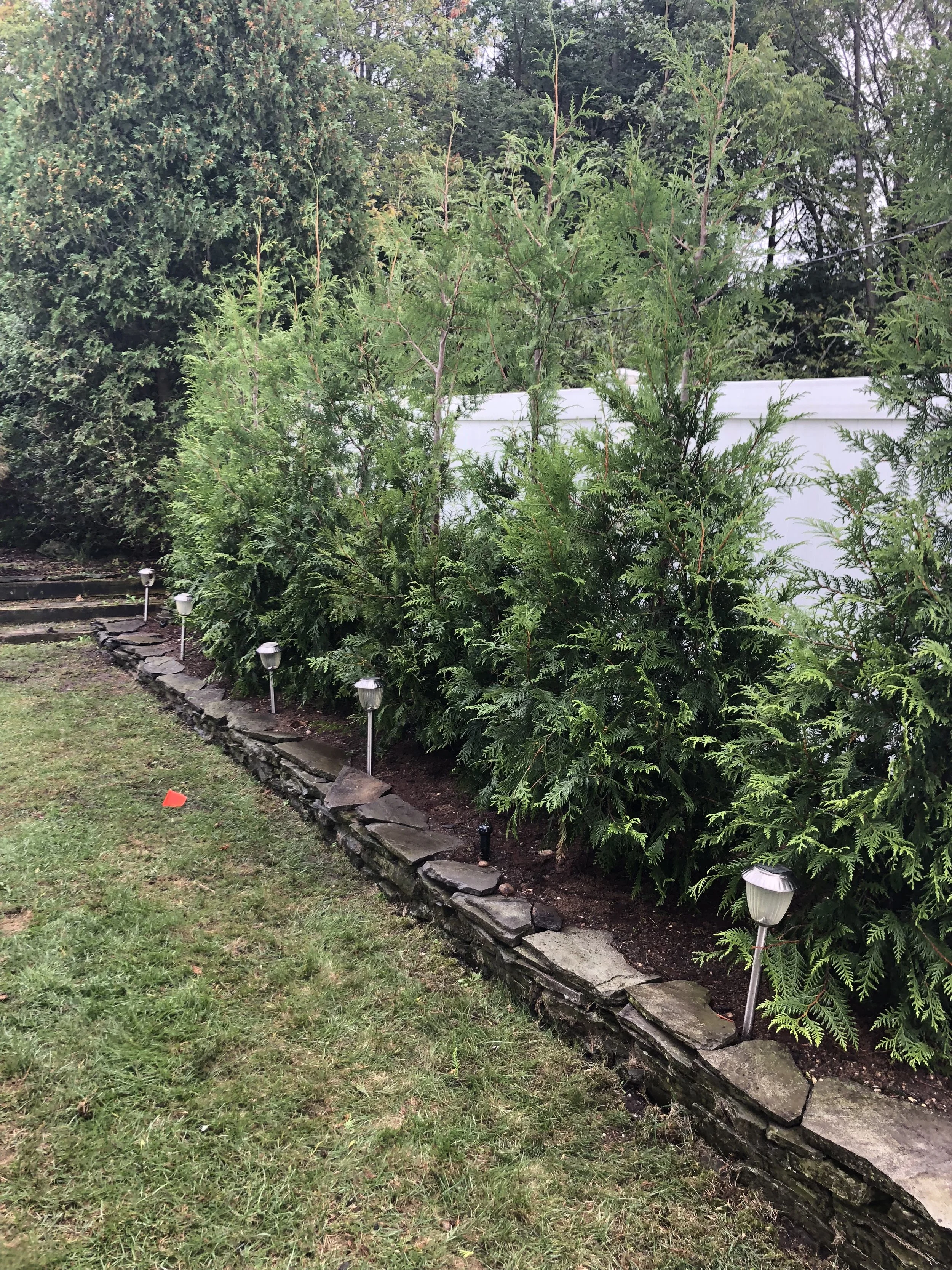 A garden border with a stone retaining wall, small pathway lights, and various green plants, with a white fence and trees in the background.