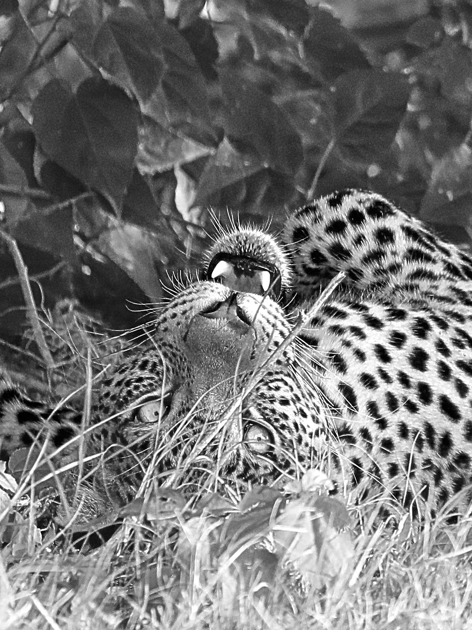 UNA MIRADA EN ÁFRICA