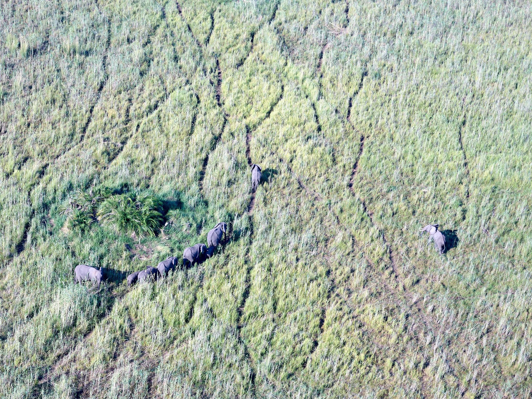 ELEFANTES EN EL OKAVANGO DELTA 1