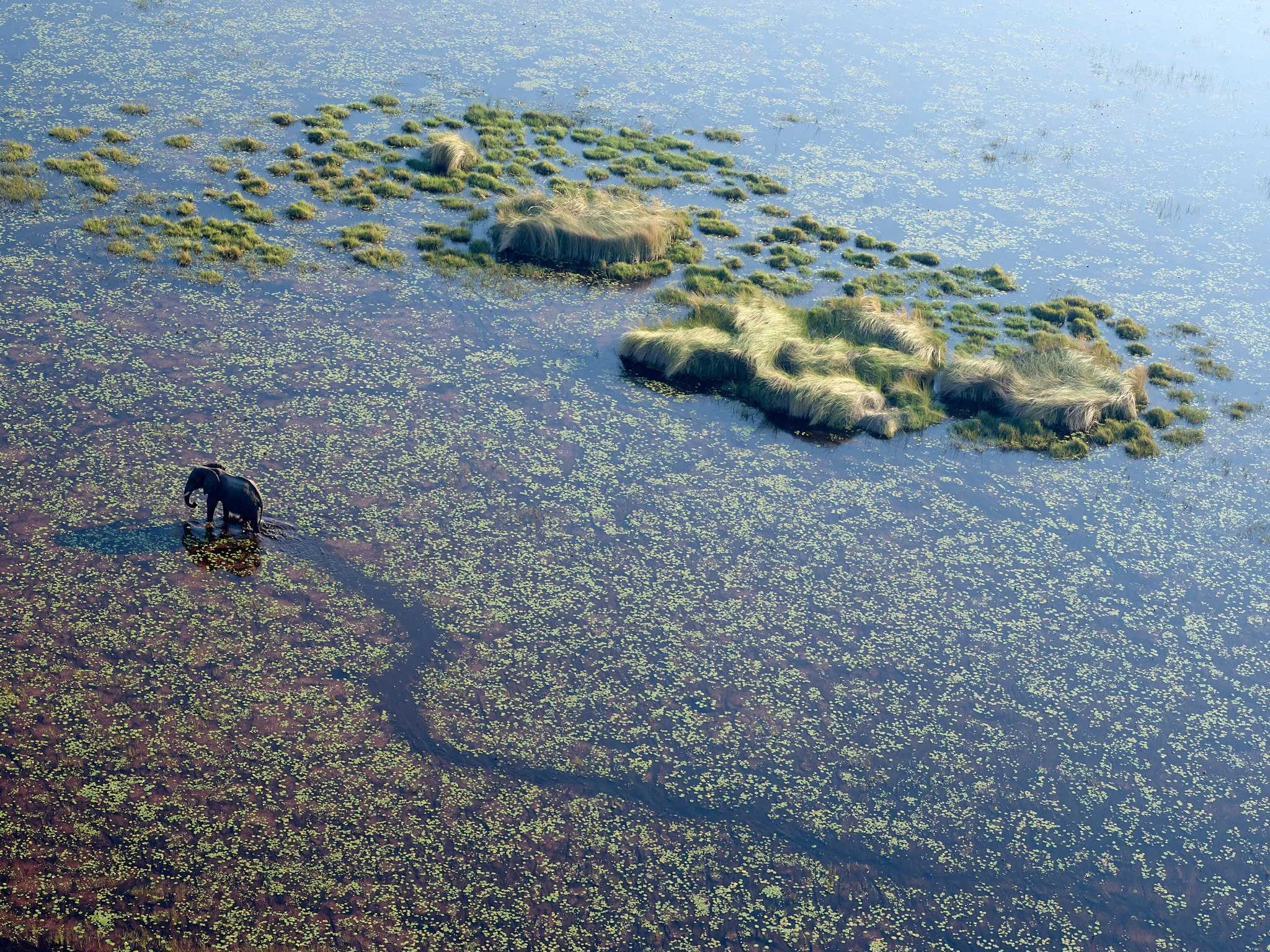 EL CAMINO DEL ELEFANTE 1