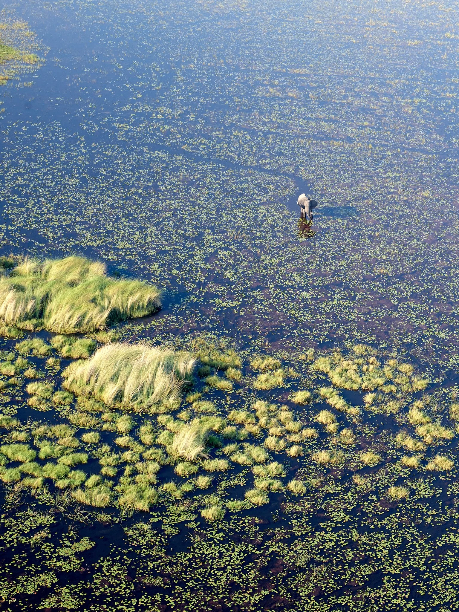 EL CAMINO DEL ELEFANTE 2
