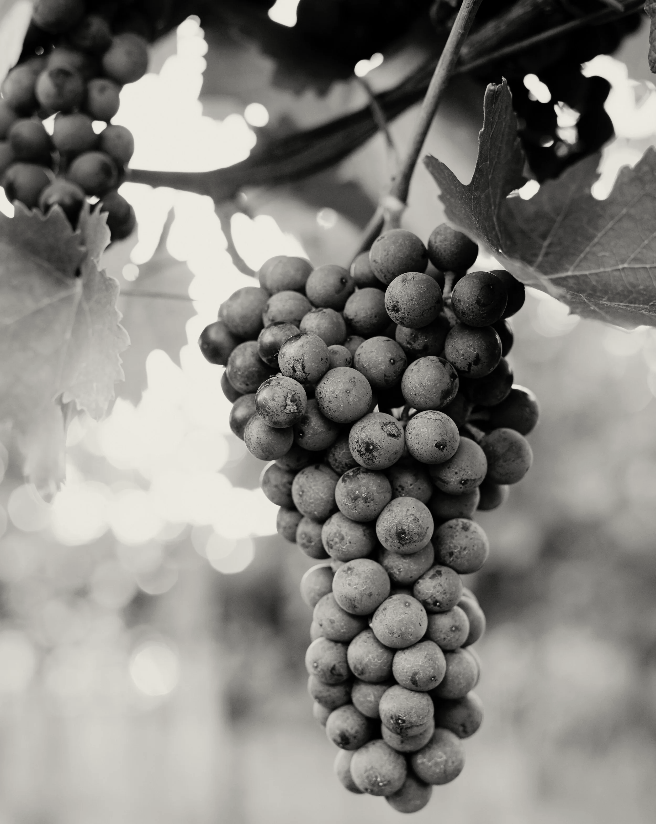 Close-up of a bunch of grapes hanging, with leaves and branches in the background, in black and white.