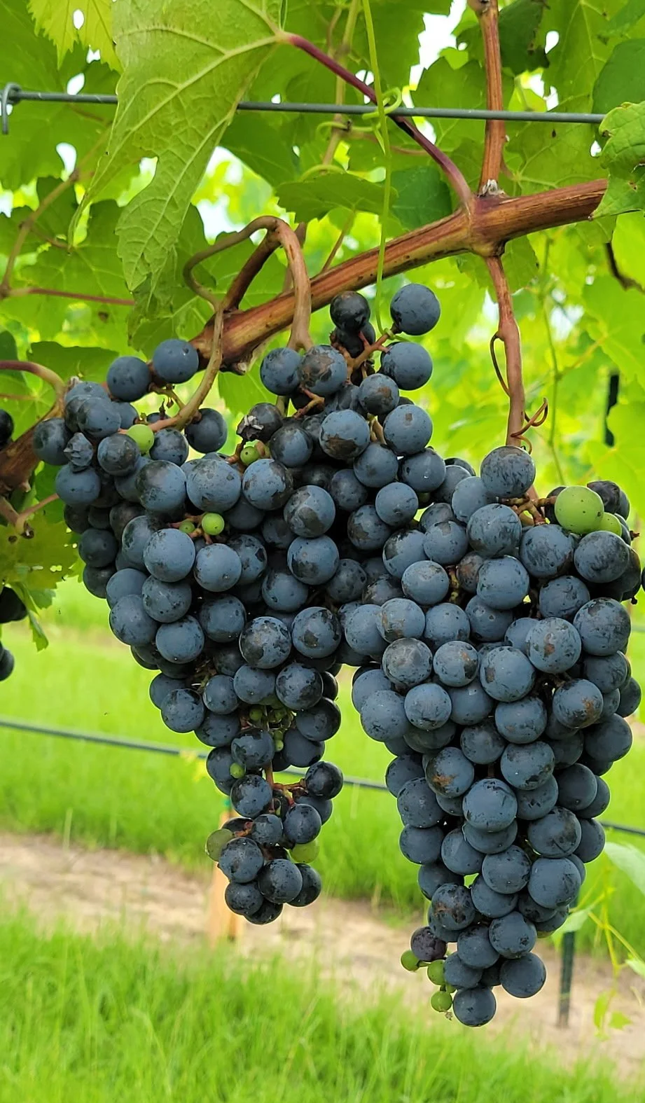 Year+2+Grapes.png