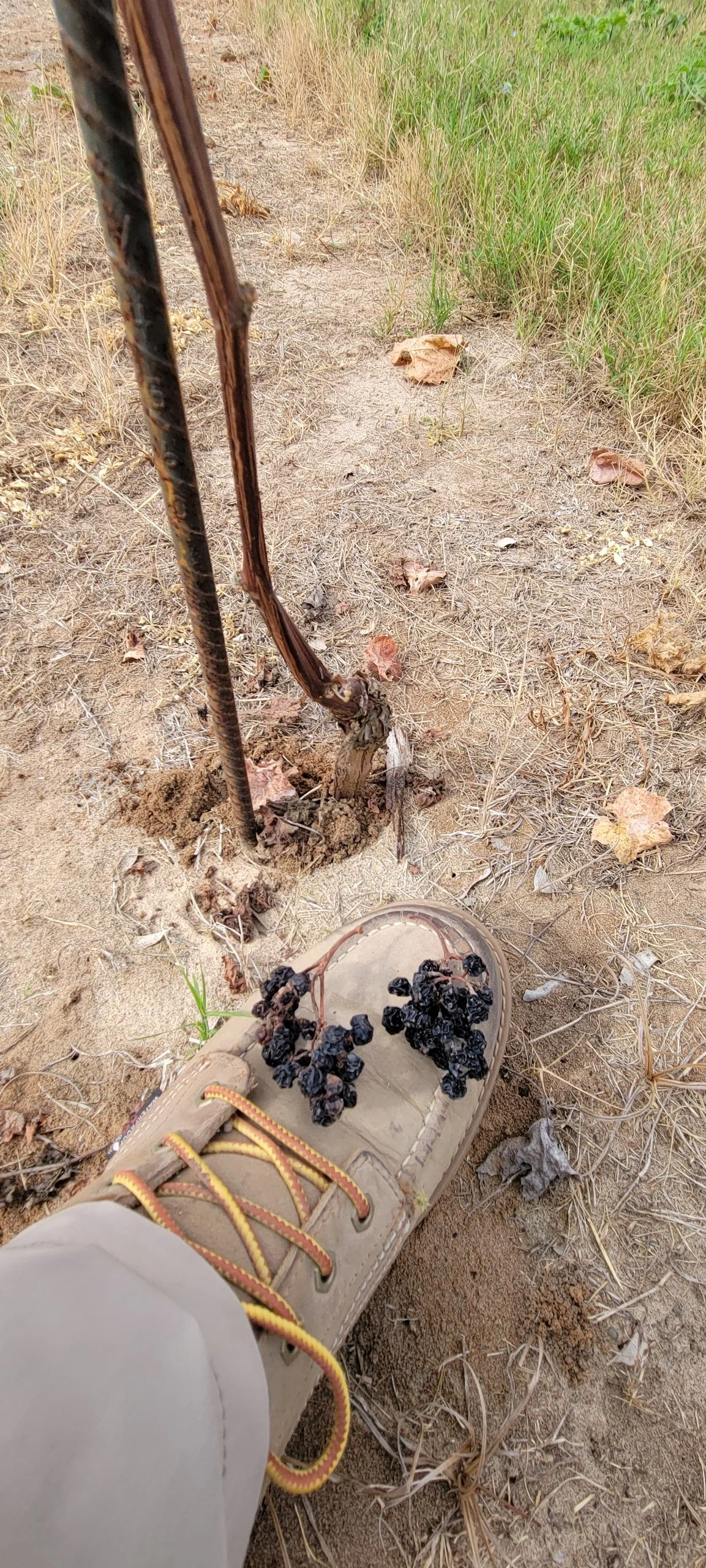 first grapes.JPEG